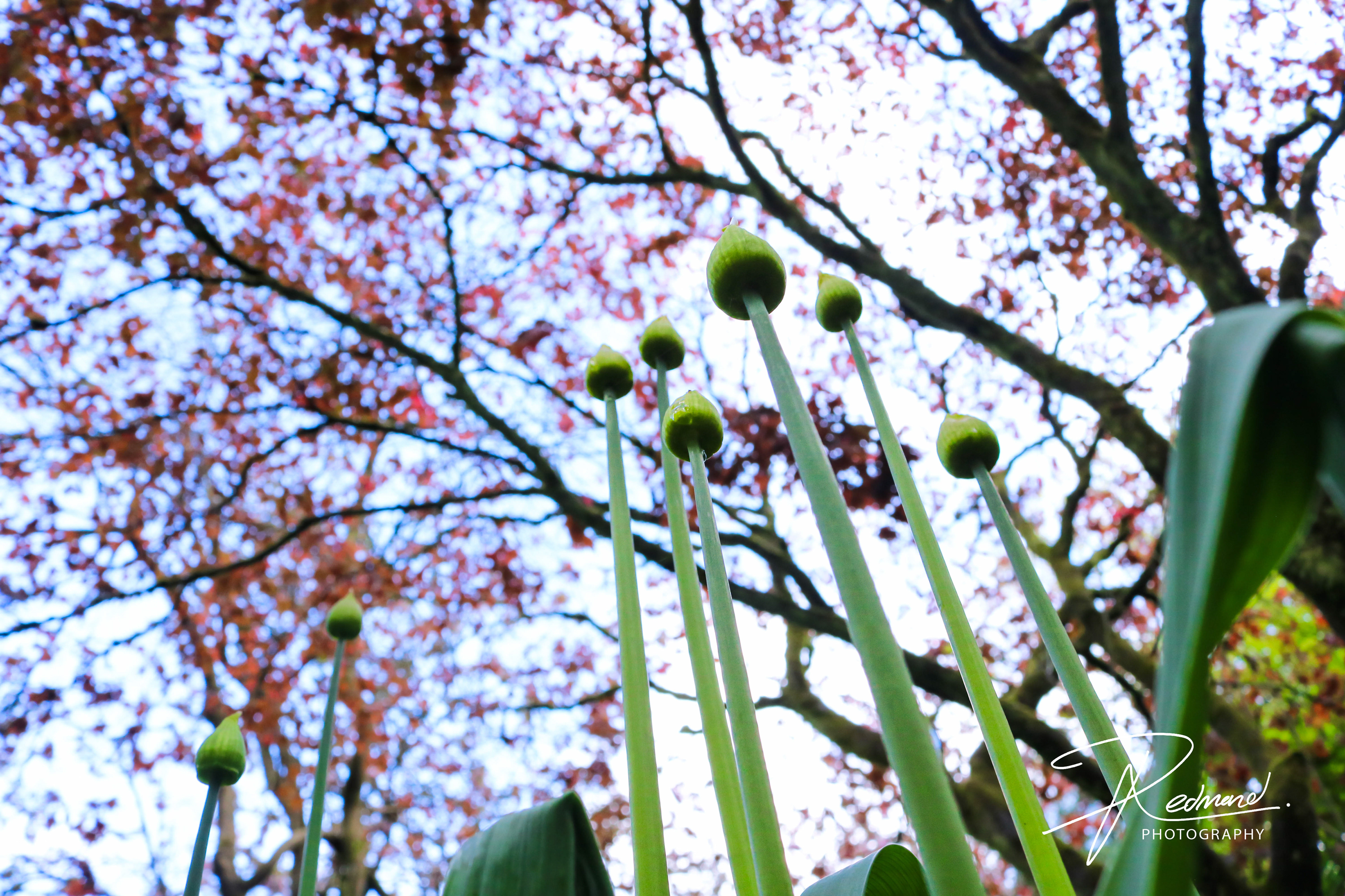 Spring Rising