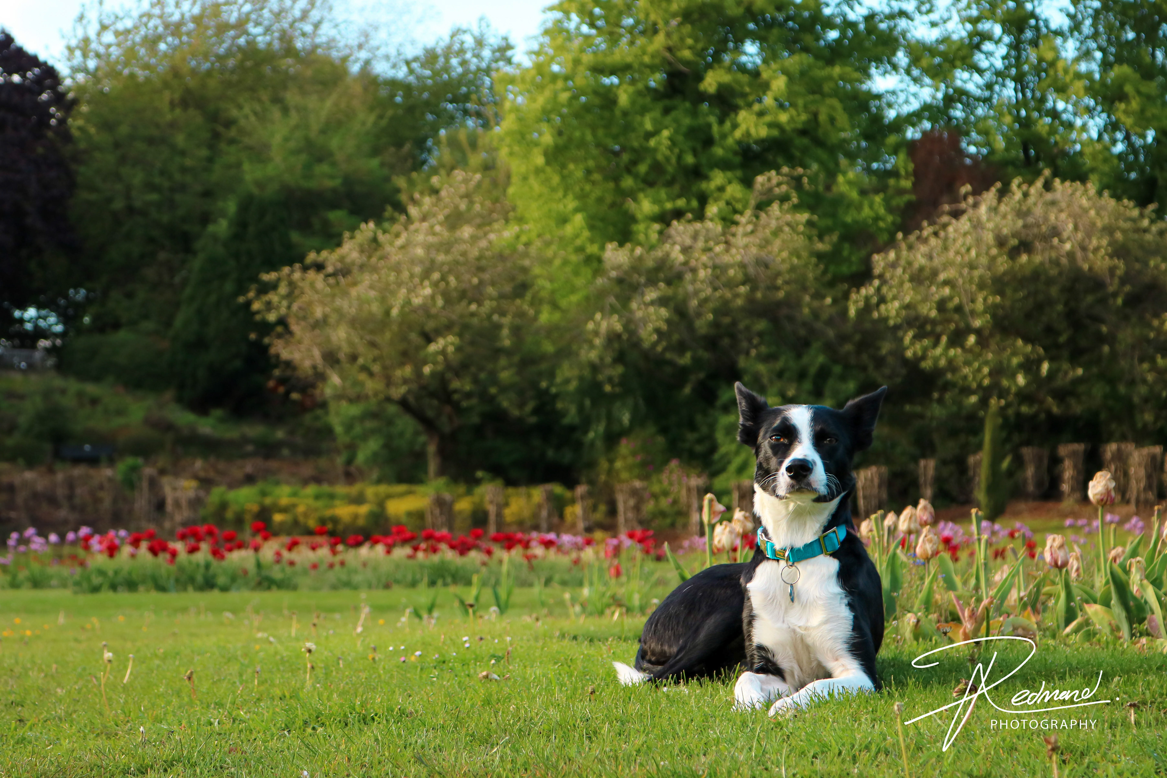 Our Belle in the Flower Beds at Sunset