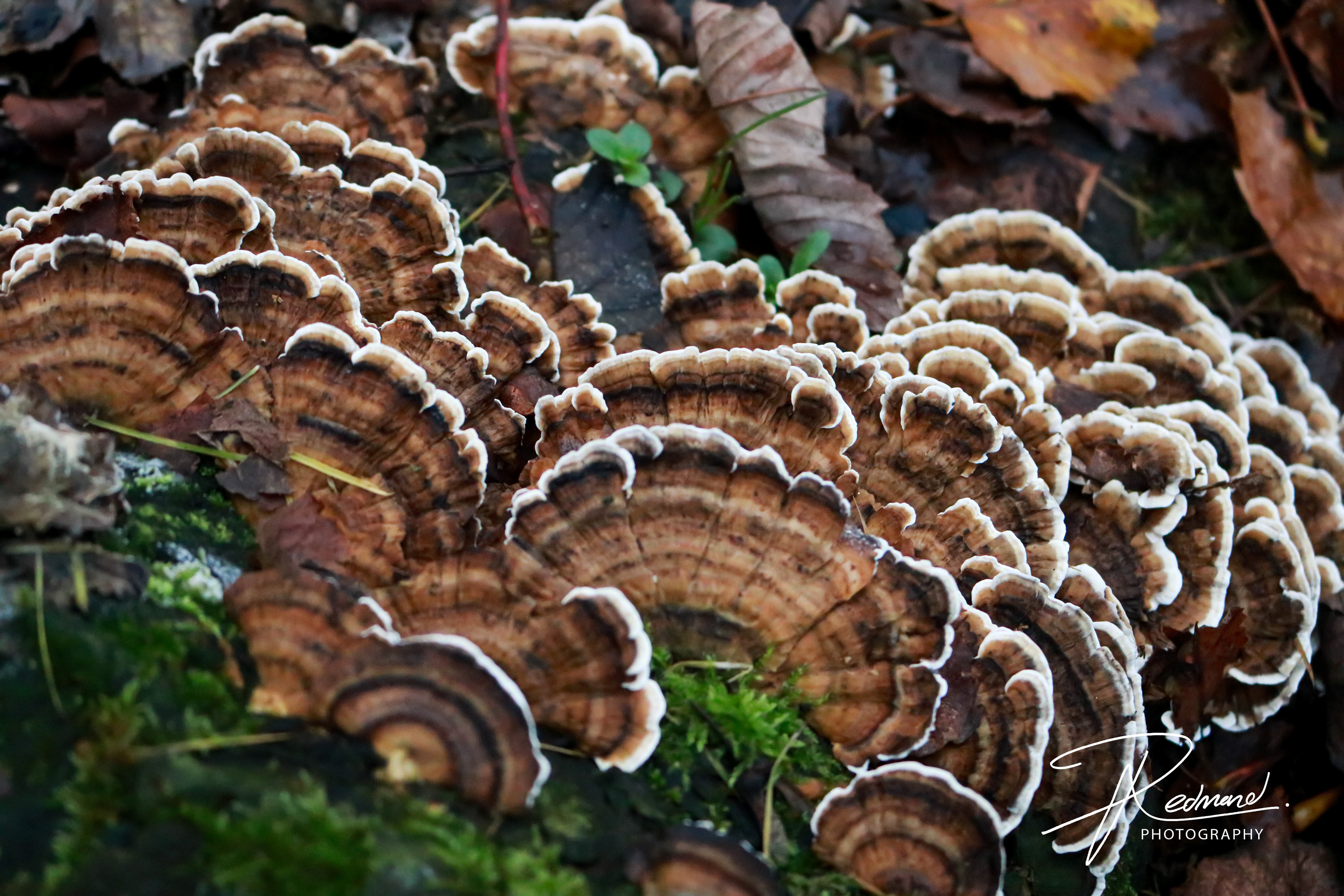 Mushrooms!