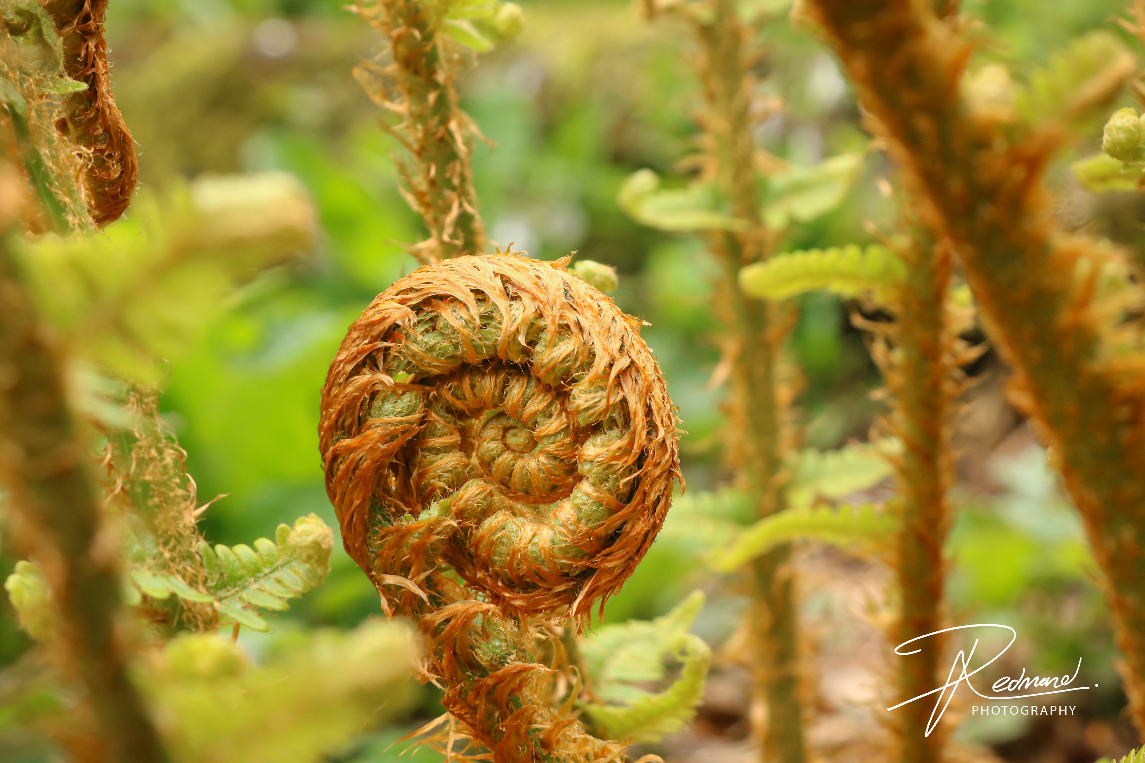 Beautiful Ferns of Fossil Grove