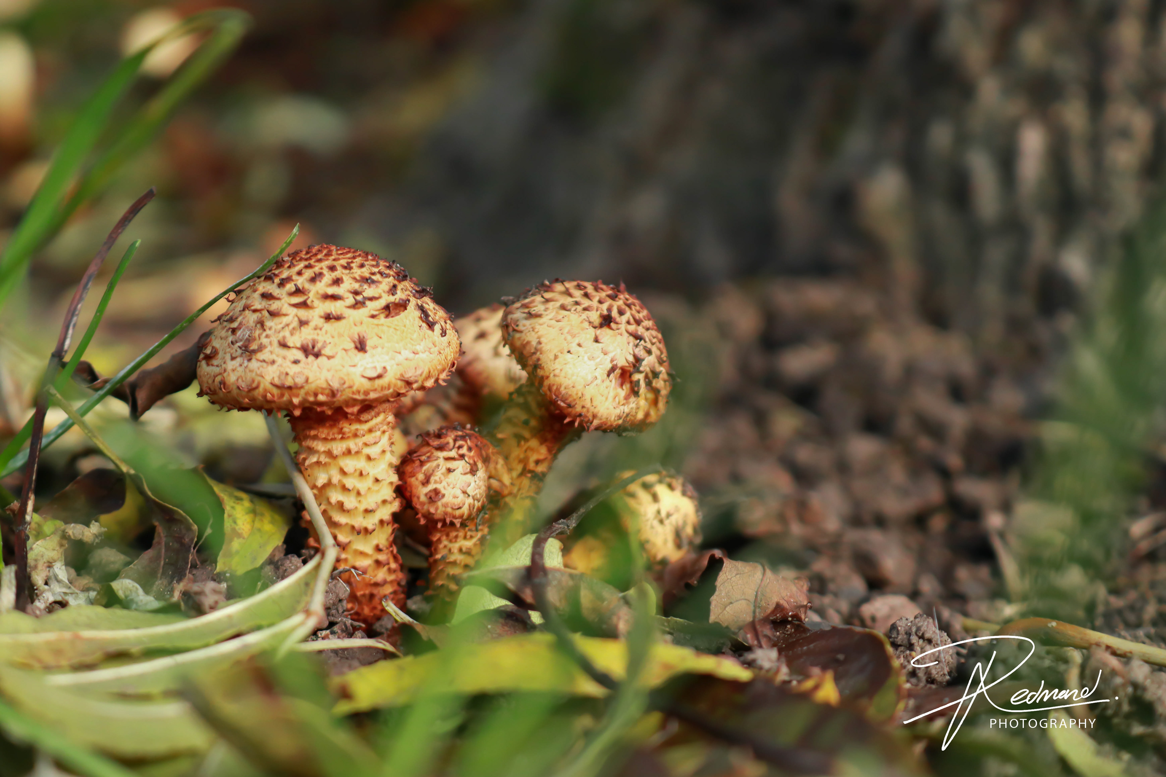Mushrooms!