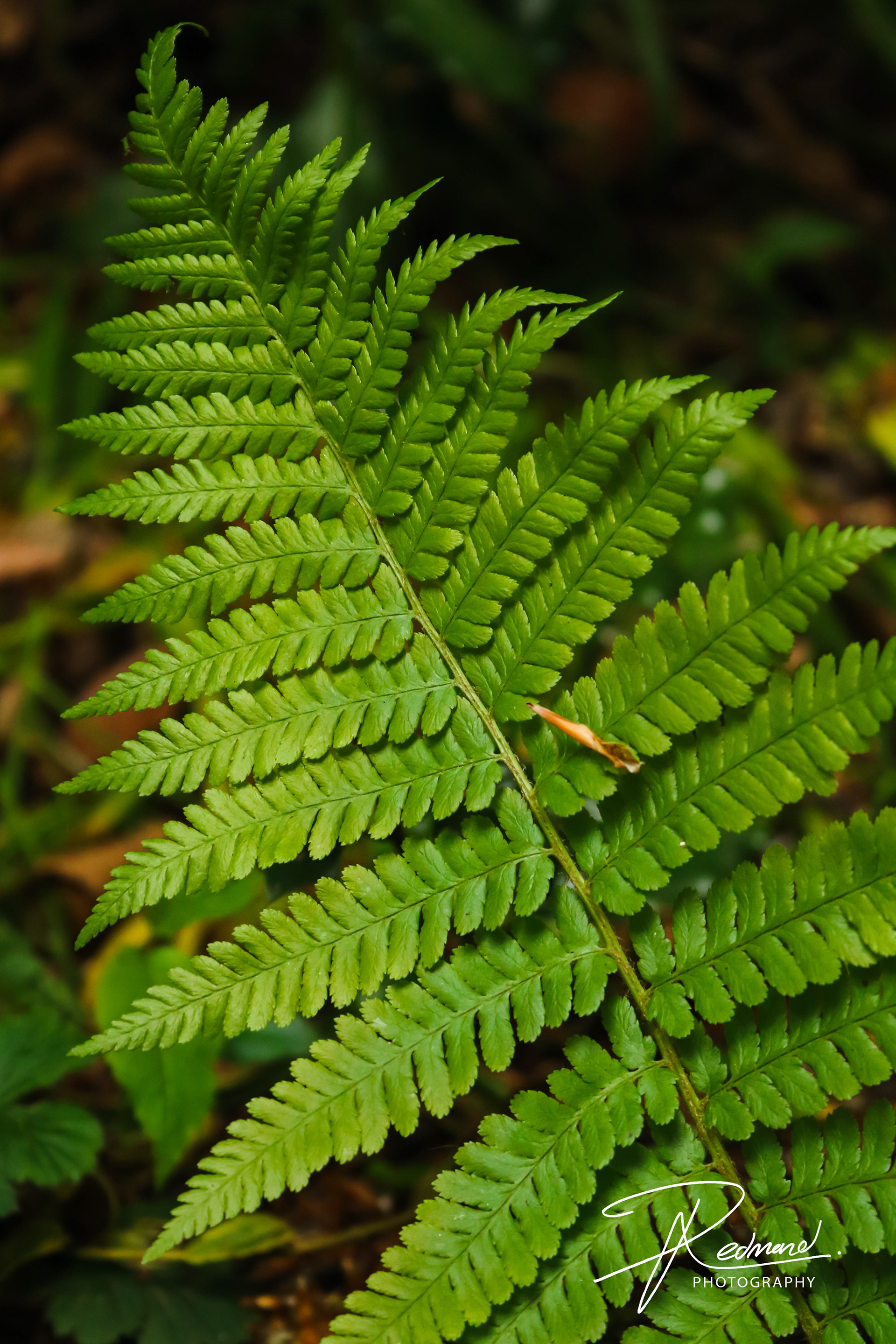 Beautiful Ferns of Fossil Grove