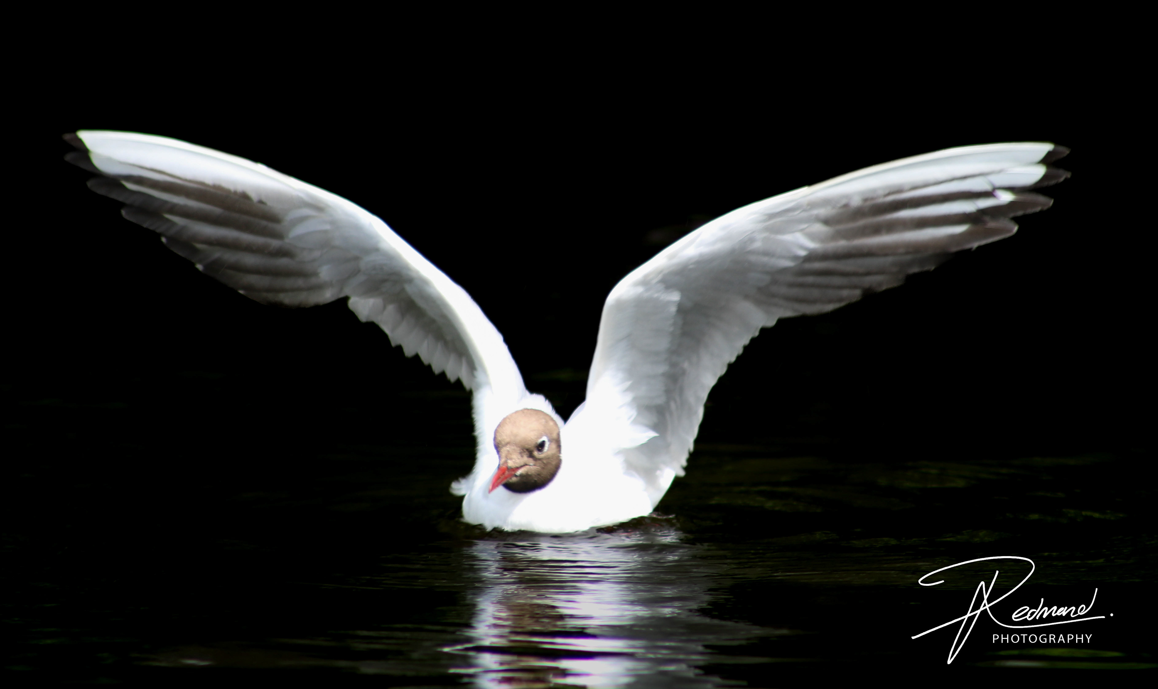 Black Headed Gull