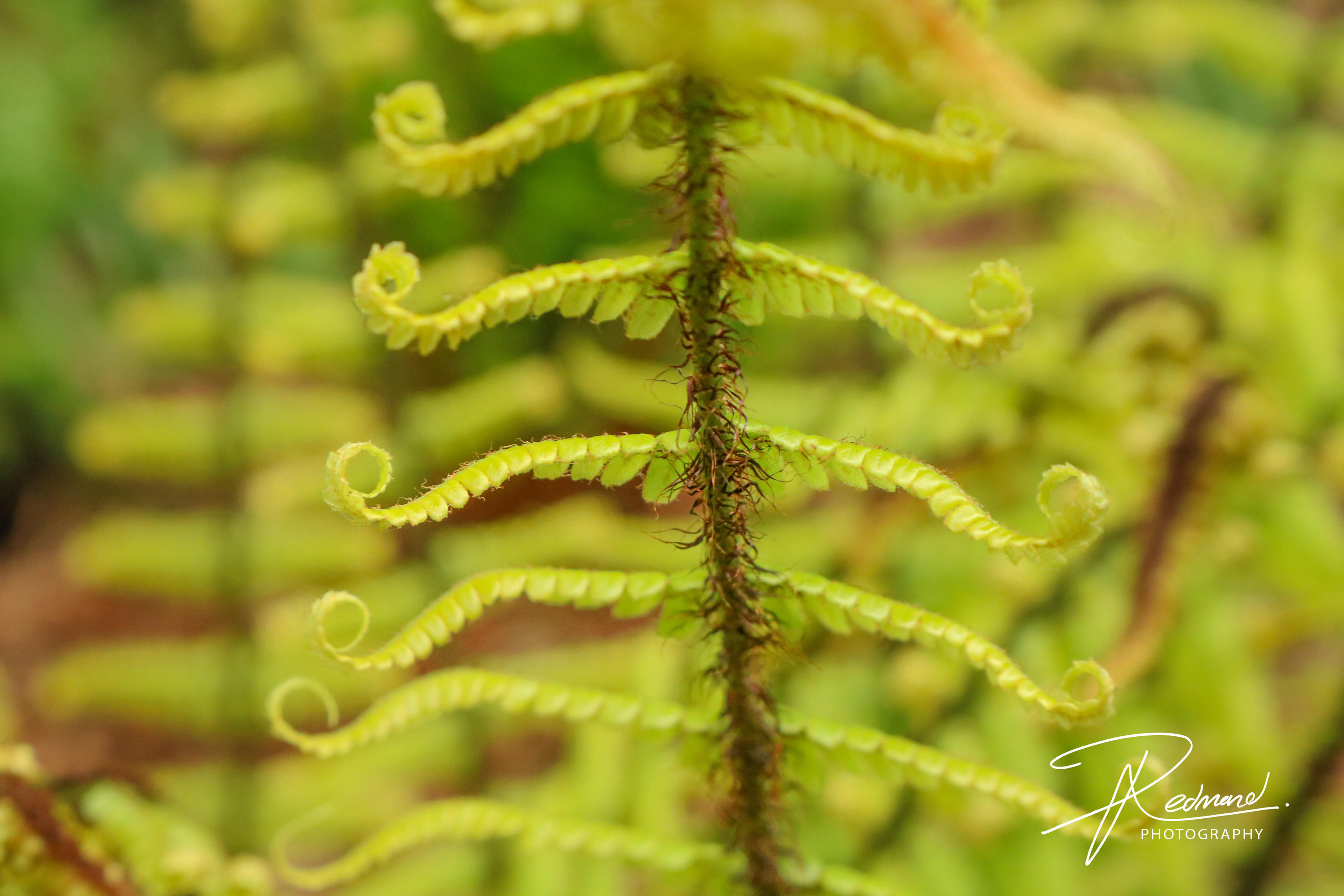 Beautiful Ferns of Fossil Grove