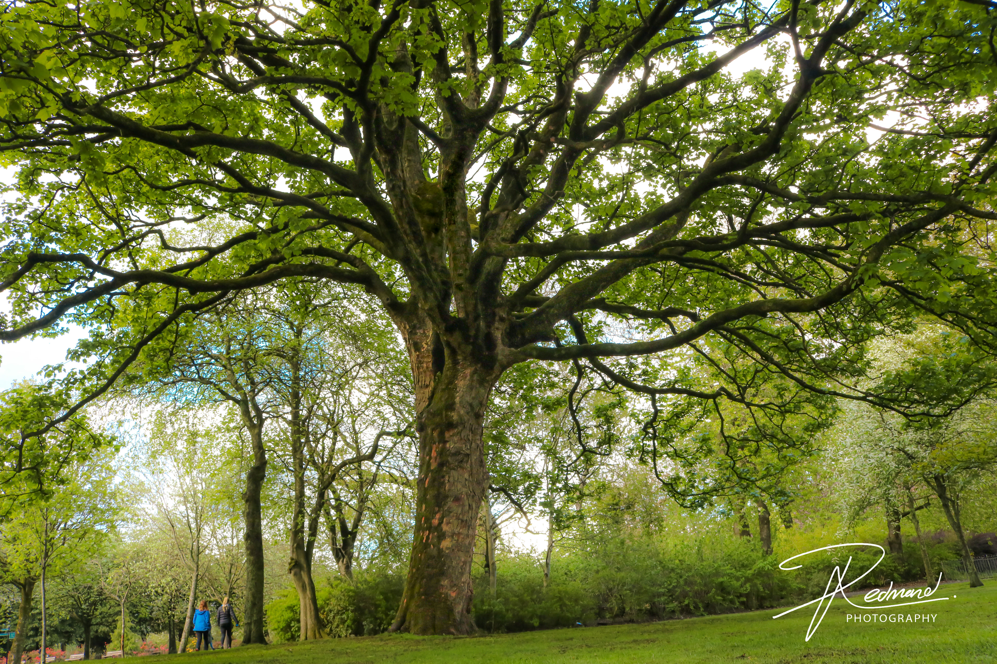 My Favourite Tree in the Park
