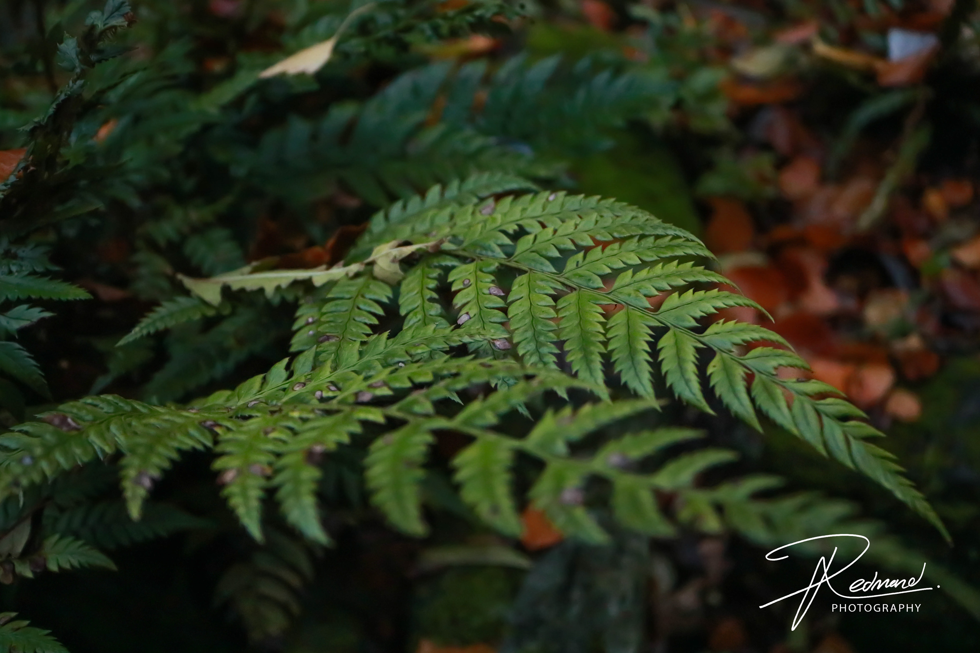 Ferns of Fossil Grove