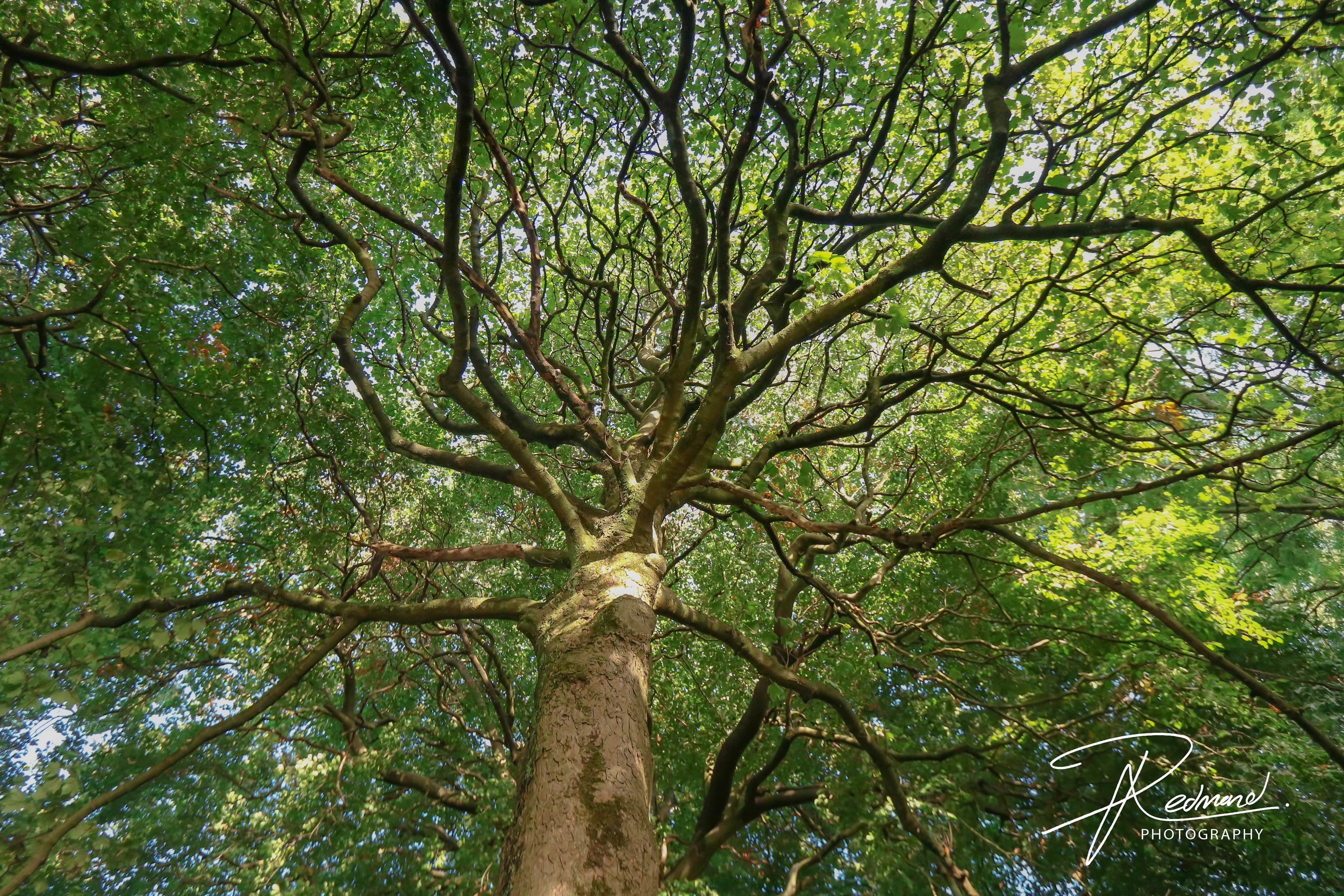 My Favourite Tree in the Park
