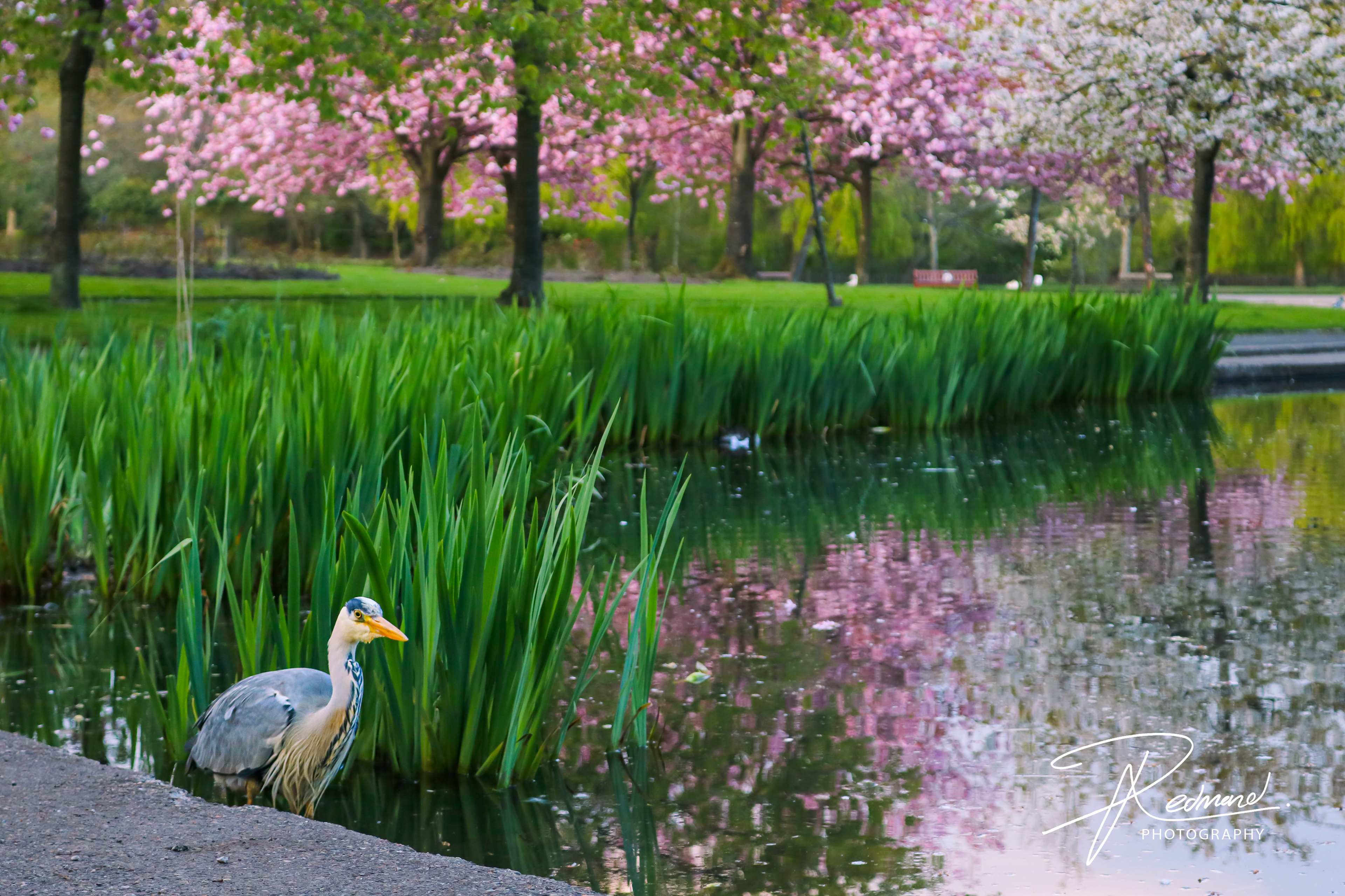 Heron in the Spring