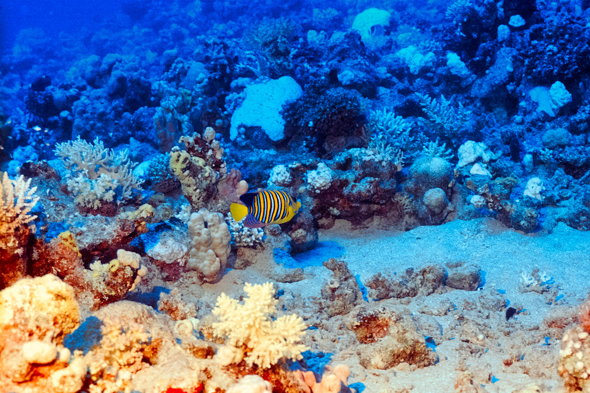 Nikon Nikonos RS | Nikon R-UW AF Nikkor 50mm f/2.8 Micro | Kodak Portra 400 400Scanned with Nikon LS-5000 | Nikon SA-21Home developed in Bellini C41 Kit | 3:30 @ 39 °C | RotationalNegative Lab Pro v3.0.2 | Color Model: Frontier | Pre-Sat: 3 | Tone Profile: LAB - Standard | WB: Auto-Neutral | LUT: Frontier