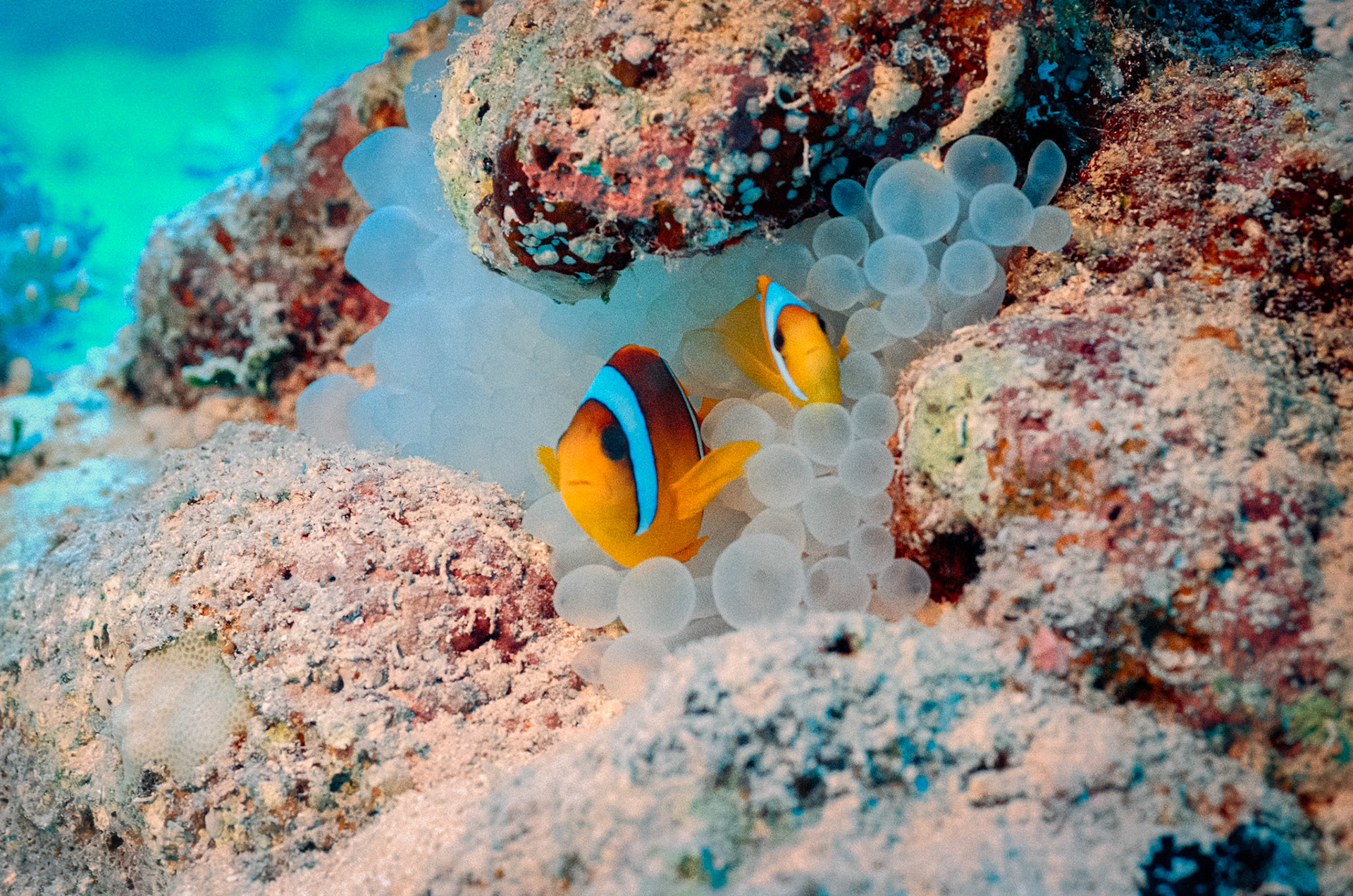 Nikon Nikonos RS | Nikon R-UW AF Nikkor 50mm f/2.8 Micro | Kodak Portra 400 400Scanned with Nikon LS-5000 | Nikon SA-21Home developed in Bellini C41 Kit | 3:15 @ 39 °C | RotationalNegative Lab Pro v3.0.2 | Color Model: Frontier | Pre-Sat: 3 | Tone Profile: LAB - Standard | WB: Auto-Neutral | LUT: Frontier