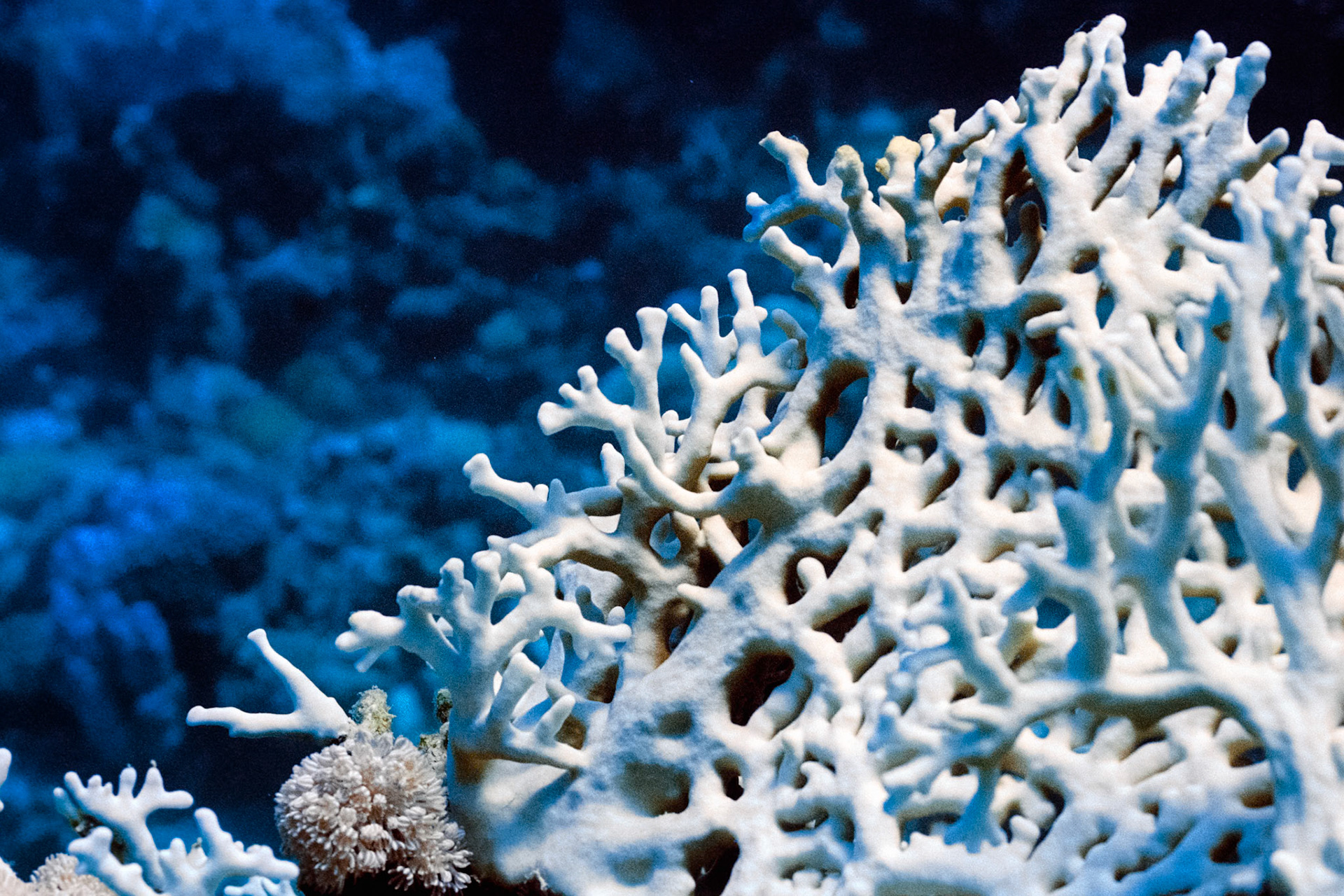 Nikon Nikonos RS | Nikon R-UW AF Nikkor 50mm f/2.8 Micro | Kodak Portra 400 400Scanned with Nikon LS-5000 | Nikon SA-21Home developed in Bellini C41 Kit | 3:30 @ 39 °C | RotationalNegative Lab Pro v3.0.2 | Color Model: Frontier | Pre-Sat: 3 | Tone Profile: LAB - Standard | WB: Auto-Neutral | LUT: Frontier