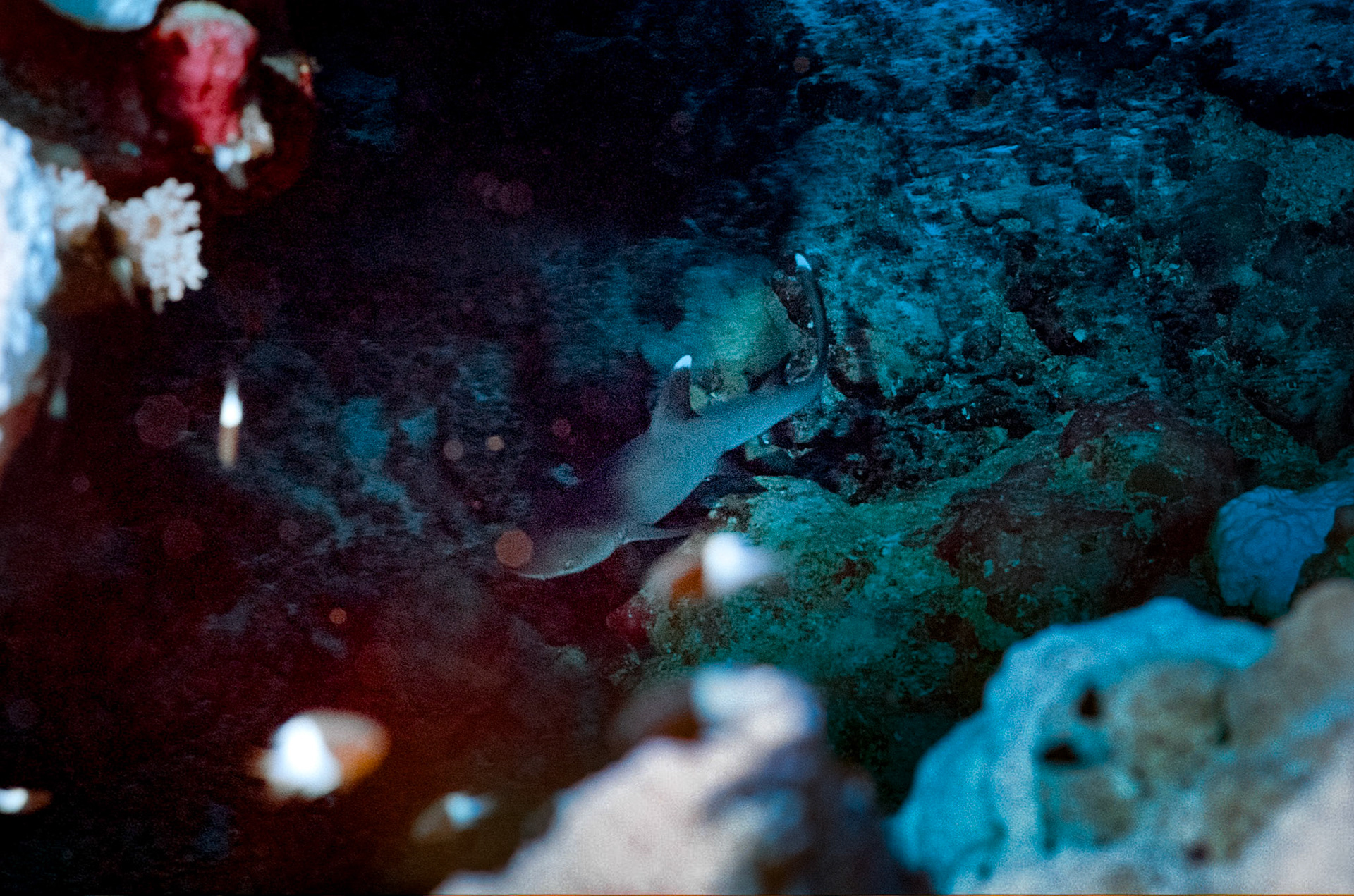 Nikon Nikonos RS | Nikon R-UW AF Nikkor 50mm f/2.8 Micro | Kodak Portra 160 160Scanned with Nikon LS-5000 | Nikon SA-21Home developed in Bellini C41 Kit | 3:15 @ 39 °C | RotationalNegative Lab Pro v3.0.2 | Color Model: Frontier | Pre-Sat: 3 | Tone Profile: LAB - Standard | WB: Auto-Neutral | LUT: Frontier