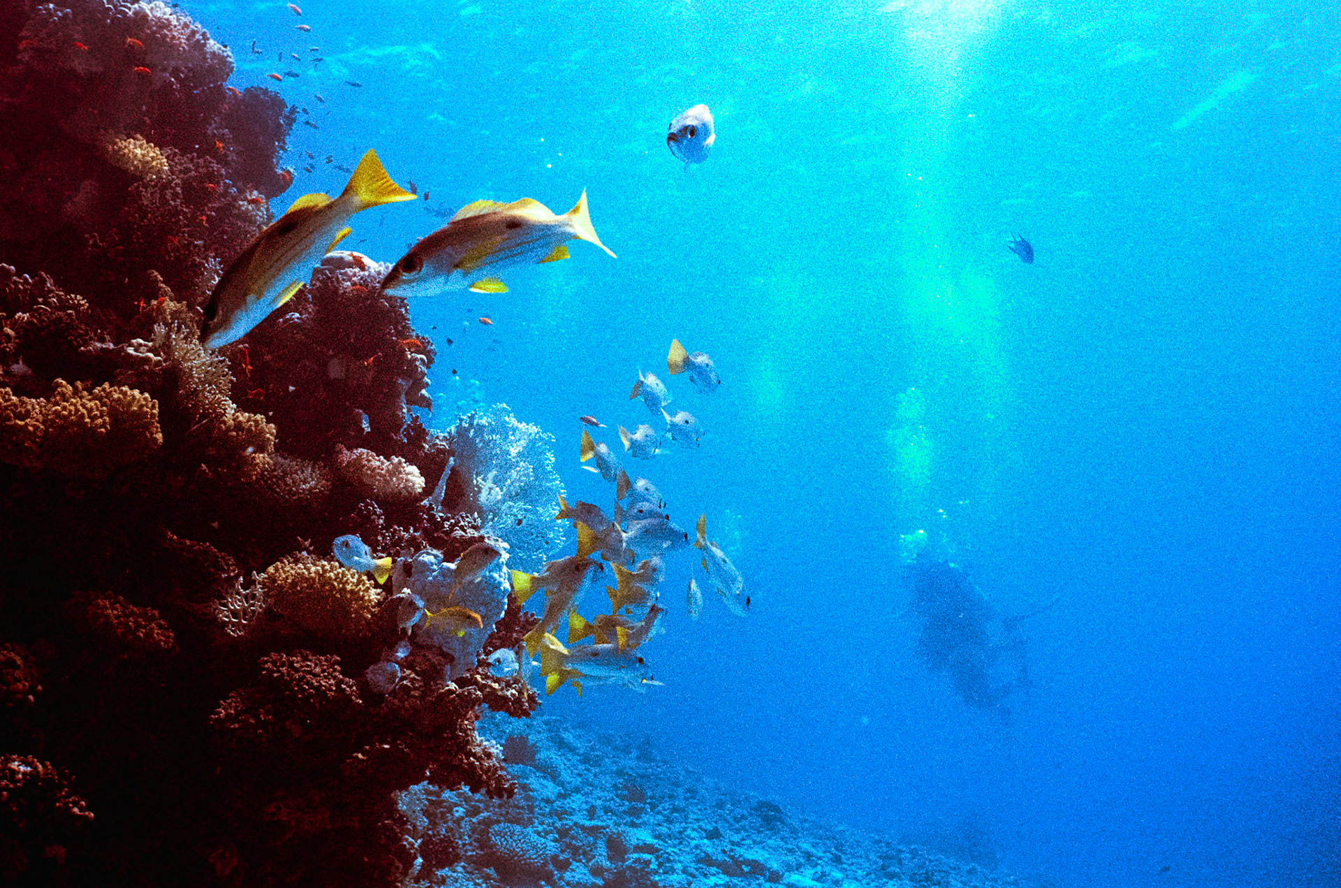 Nikon Nikonos RS | Nikon R-UW AF Nikkor 28mm f/2.8 | Kodak Portra 400 400Scanned with Nikon LS-5000 | Nikon SA-21Home developed in Bellini C41 Kit | 3:30 @ 39 °C | RotationalNegative Lab Pro v3.0.2 | Color Model: Frontier | Pre-Sat: 3 | Tone Profile: LAB - Standard | WB: Auto-Neutral | LUT: Frontier