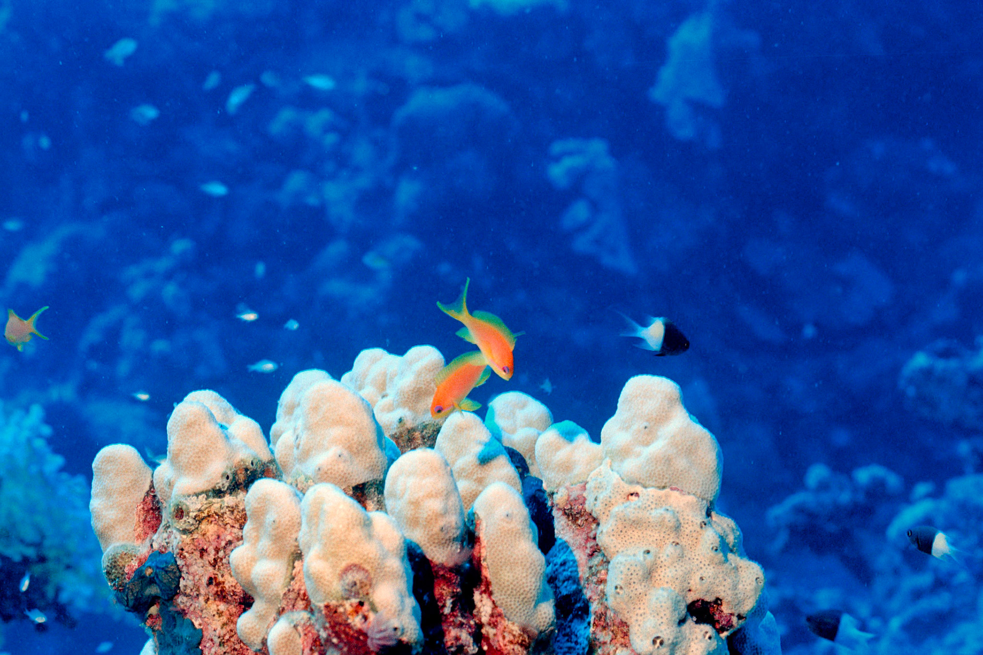 Nikon Nikonos RS | Nikon R-UW AF Nikkor 50mm f/2.8 Micro | Kodak Portra 400 400Scanned with Nikon LS-5000 | Nikon SA-21Home developed in Bellini C41 Kit | 3:15 @ 39 °C | RotationalNegative Lab Pro v3.0.2 | Color Model: Frontier | Pre-Sat: 3 | Tone Profile: Linear | WB: Auto-Neutral | LUT: Frontier