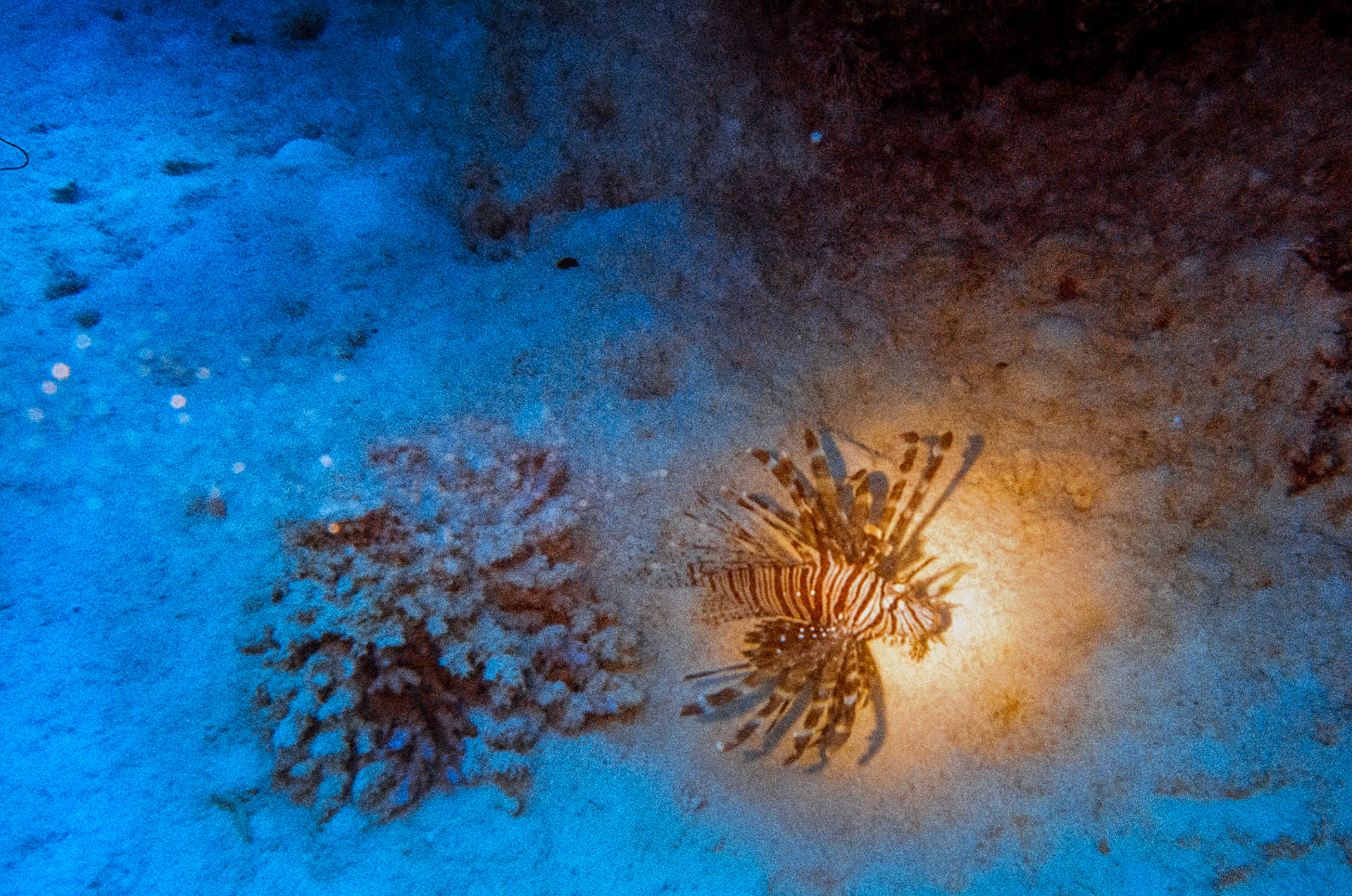 Nikon Nikonos V | Nikon UW Nikkor 35mm f/2.5 | Kodak Portra 800 800Scanned with Nikon LS-5000 | Nikon SA-21Home developed in Bellini C41 Kit | 3:45 @ 38 °C | RotationalNegative Lab Pro v3.0.2 | Color Model: Frontier | Pre-Sat: 3 | Tone Profile: LAB - Hard | WB: Auto-Neutral | LUT: Frontier