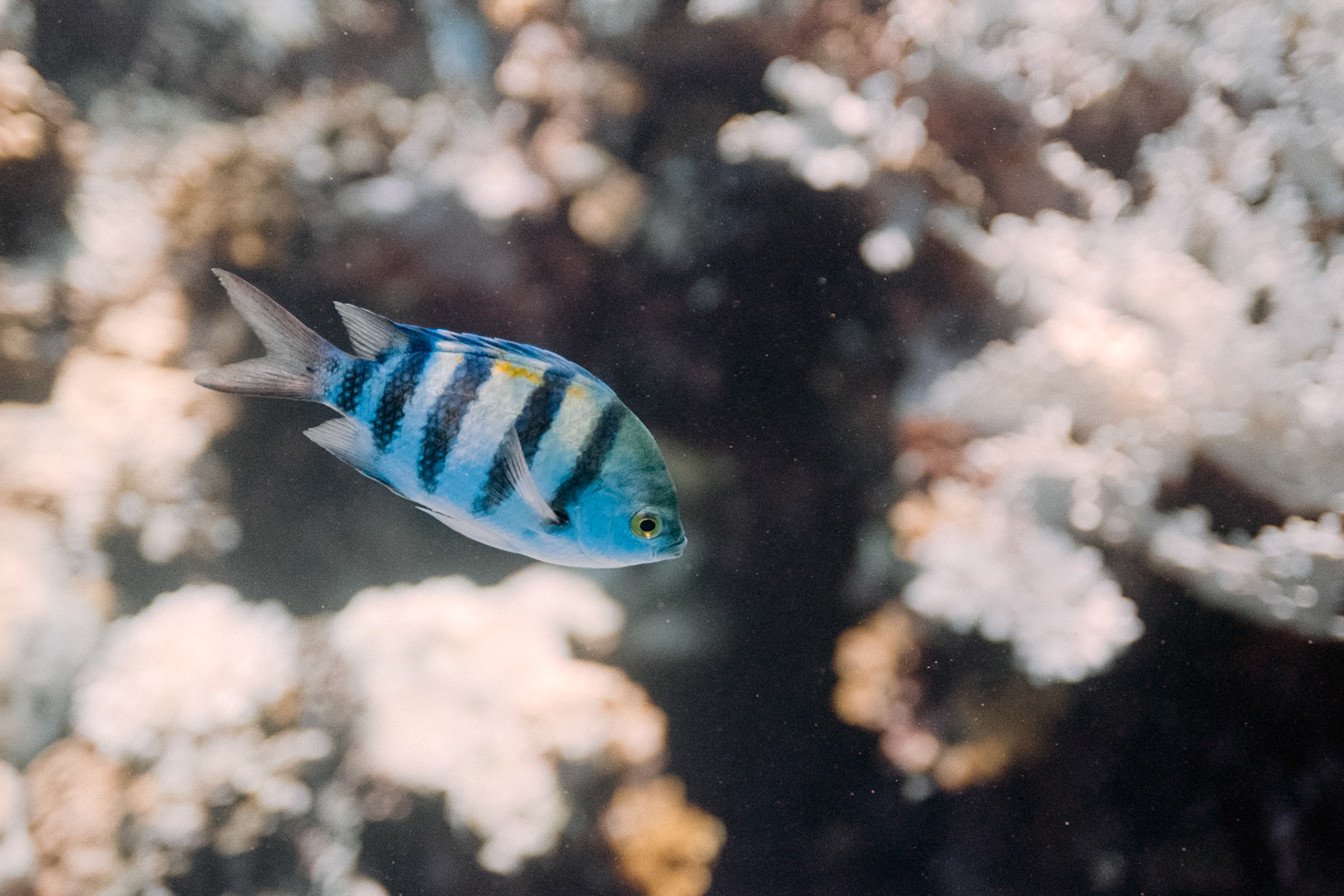 Nikon Nikonos RS | Nikon R-UW AF Nikkor 50mm f/2.8 Micro | Kodak Portra 160 160Scanned with Nikon LS-5000 | Nikon SA-21Home developed in Bellini C41 Kit | 3:30 @ 39 °C | RotationalNegative Lab Pro v3.0.2 | Color Model: Frontier | Pre-Sat: 3 | Tone Profile: LAB - Standard | WB: Auto-Neutral | LUT: Frontier