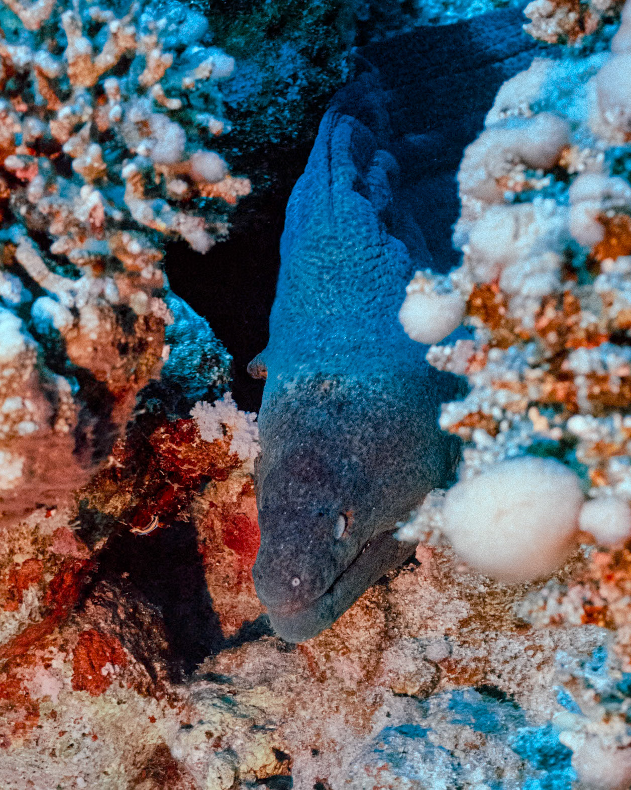 Nikon Nikonos RS | Nikon R-UW AF Nikkor 50mm f/2.8 Micro | Kodak Portra 160 160Scanned with Nikon LS-5000 | Nikon SA-21Home developed in Bellini C41 Kit | 3:15 @ 39 °C | RotationalNegative Lab Pro v3.0.2 | Color Model: Frontier | Pre-Sat: 3 | Tone Profile: LAB - Standard | WB: Auto-Neutral | LUT: Frontier