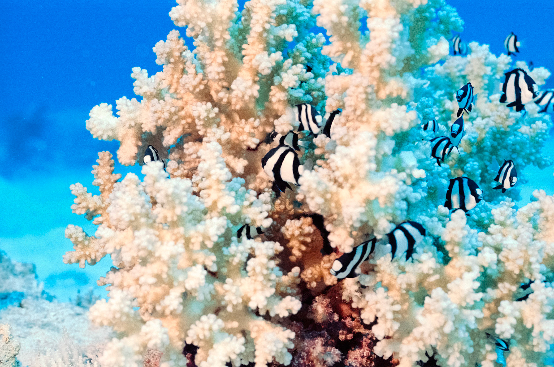 Nikon Nikonos RS | Nikon R-UW AF Nikkor 50mm f/2.8 Micro | Kodak Portra 160 160Scanned with Nikon LS-5000 | Nikon SA-21Home developed in Bellini C41 Kit | 3:15 @ 39 °C | RotationalNegative Lab Pro v3.0.2 | Color Model: Frontier | Pre-Sat: 3 | Tone Profile: LAB - Standard | WB: Auto-Neutral | LUT: Frontier