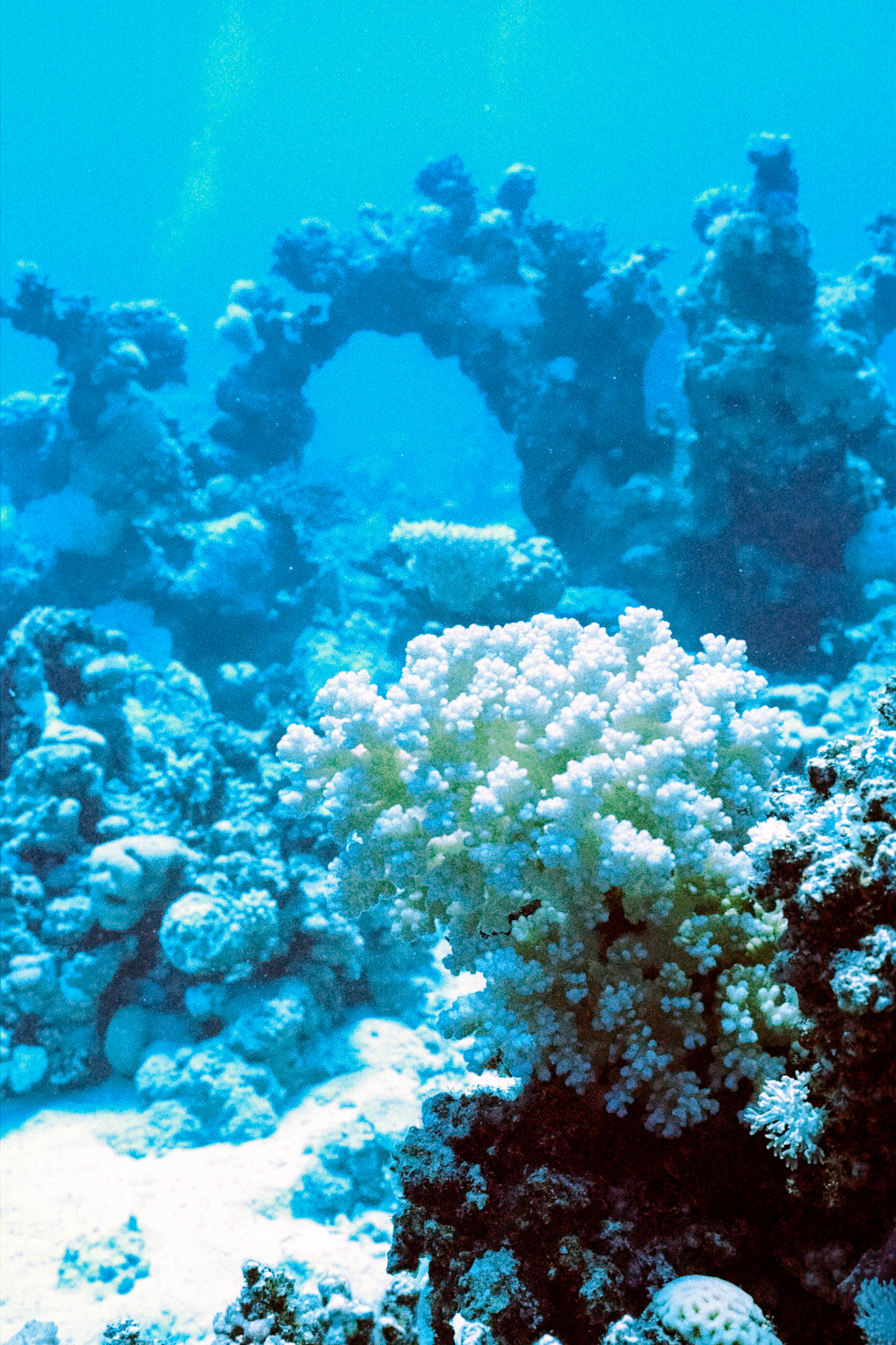 Nikon Nikonos RS | Nikon R-UW AF Nikkor 28mm f/2.8 | Kodak Portra 400 400Scanned with Nikon LS-5000 | Nikon SA-21Home developed in Bellini C41 Kit | 3:30 @ 39 °C | RotationalNegative Lab Pro v3.0.2 | Color Model: Frontier | Pre-Sat: 3 | Tone Profile: LAB - Standard | WB: Auto-Neutral | LUT: Frontier