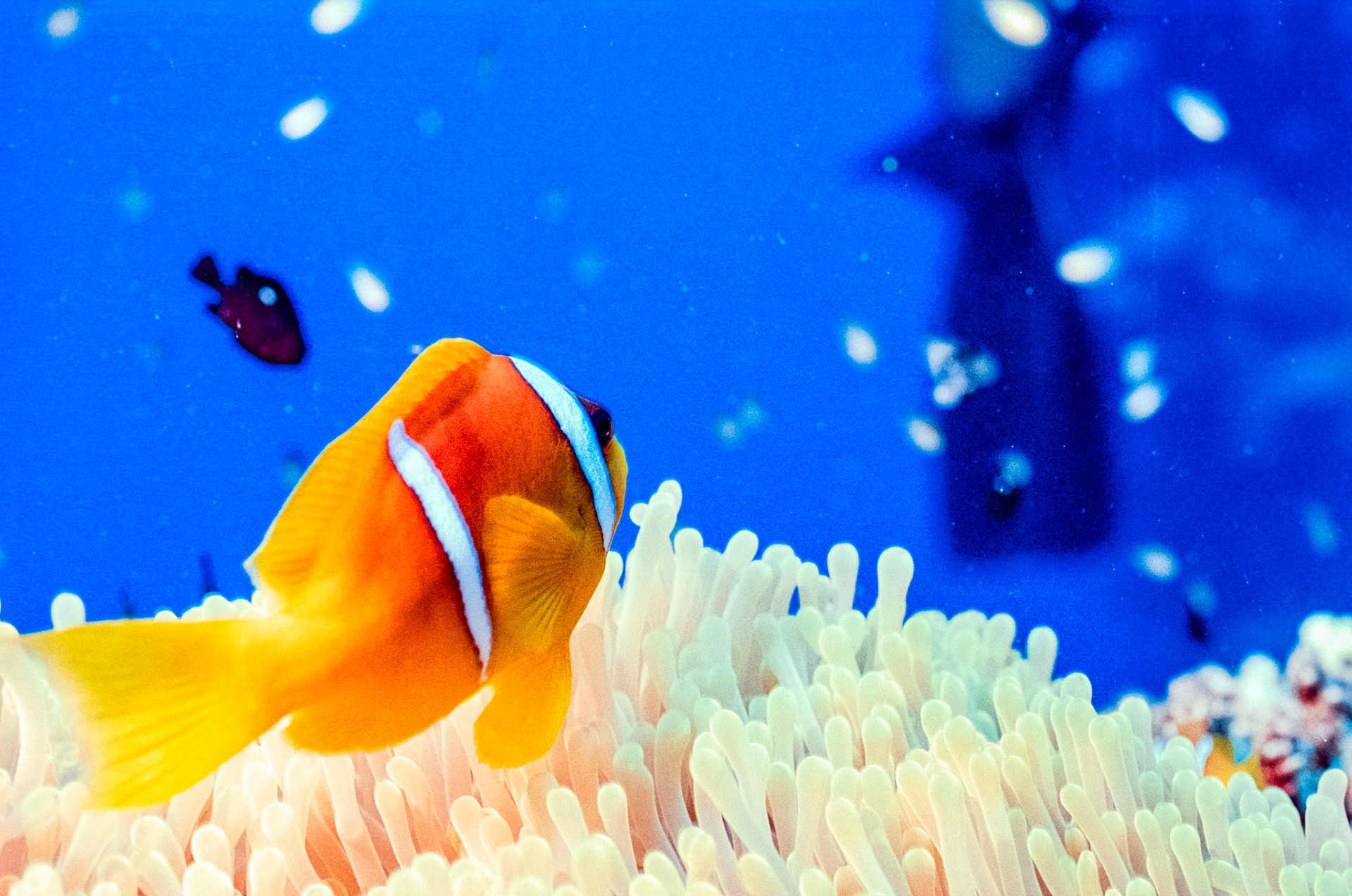 Nikon Nikonos RS | Nikon R-UW AF Nikkor 50mm f/2.8 Micro | Kodak Portra 160 160Scanned with Nikon LS-5000 | Nikon SA-21Home developed in Bellini C41 Kit | 3:15 @ 39 °C | RotationalNegative Lab Pro v3.0.2 | Color Model: Frontier | Pre-Sat: 3 | Tone Profile: LAB - Standard | WB: Auto-Neutral | LUT: Frontier