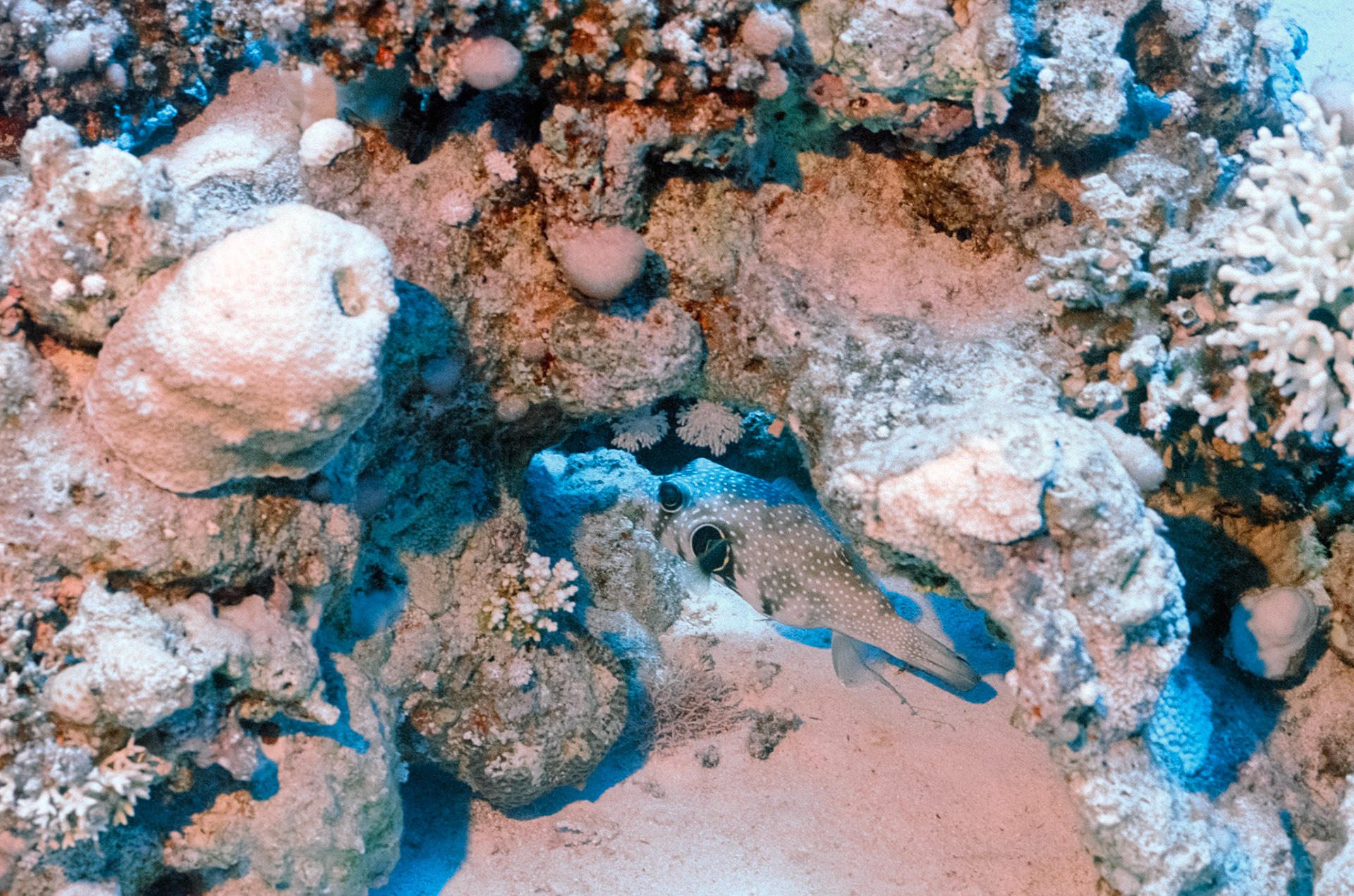 Nikon Nikonos RS | Nikon R-UW AF Nikkor 50mm f/2.8 Micro | Kodak Portra 160 160Scanned with Nikon LS-5000 | Nikon SA-21Home developed in Bellini C41 Kit | 3:15 @ 39 °C | RotationalNegative Lab Pro v3.0.2 | Color Model: Frontier | Pre-Sat: 3 | Tone Profile: LAB - Standard | WB: Auto-Neutral | LUT: Frontier