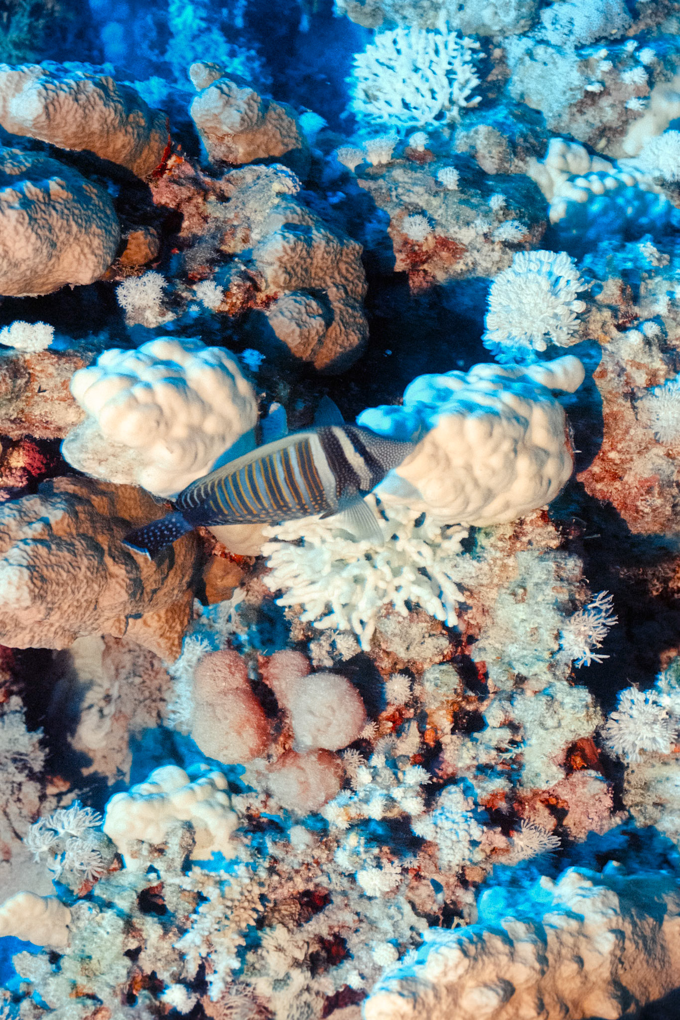 Nikon Nikonos RS | Nikon R-UW AF Nikkor 50mm f/2.8 Micro | Kodak Portra 400 400Scanned with Nikon LS-5000 | Nikon SA-21Home developed in Bellini C41 Kit | 3:30 @ 39 °C | RotationalNegative Lab Pro v3.0.2 | Color Model: Frontier | Pre-Sat: 3 | Tone Profile: LAB - Standard | WB: Auto-Neutral | LUT: Frontier