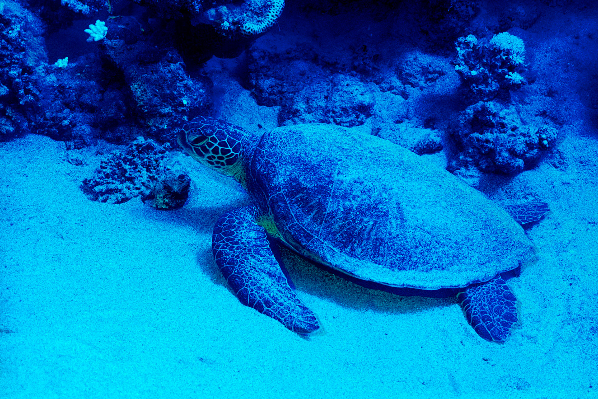 Nikon Nikonos RS | Nikon R-UW AF Nikkor 50mm f/2.8 Micro | Kodak Portra 400 400Scanned with Nikon LS-5000 | Nikon SA-21Home developed in Bellini C41 Kit | 3:15 @ 39 °C | RotationalNegative Lab Pro v3.0.2 | Color Model: Frontier | Pre-Sat: 3 | Tone Profile: LAB - Standard | LUT: Frontier