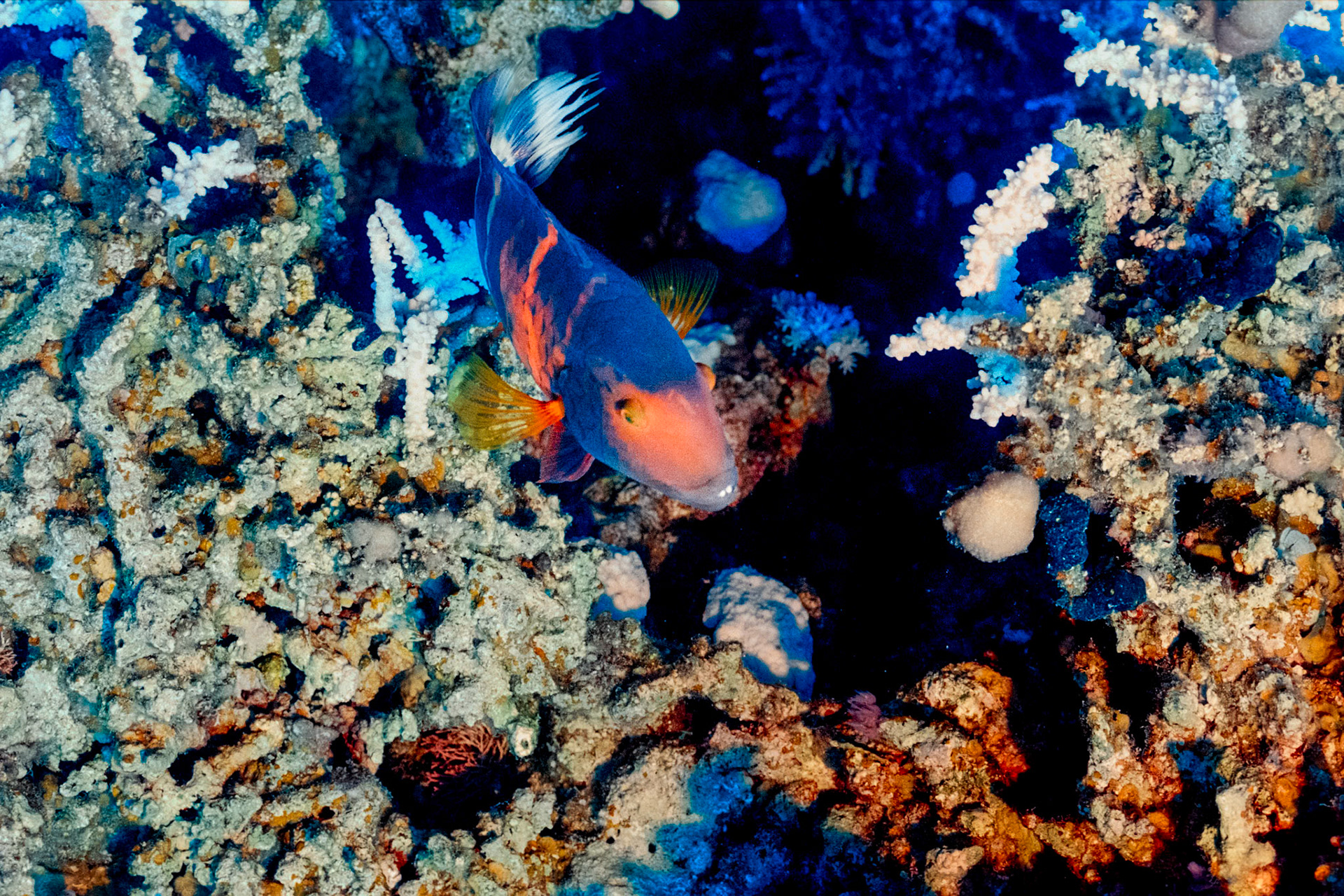 Nikon Nikonos RS | Nikon R-UW AF Nikkor 50mm f/2.8 Micro | Kodak Portra 400 400Scanned with Nikon LS-5000 | Nikon SA-21Home developed in Bellini C41 Kit | 3:30 @ 39 °C | RotationalNegative Lab Pro v3.0.2 | Color Model: Frontier | Pre-Sat: 3 | Tone Profile: LAB - Standard | WB: Auto-Neutral | LUT: Frontier