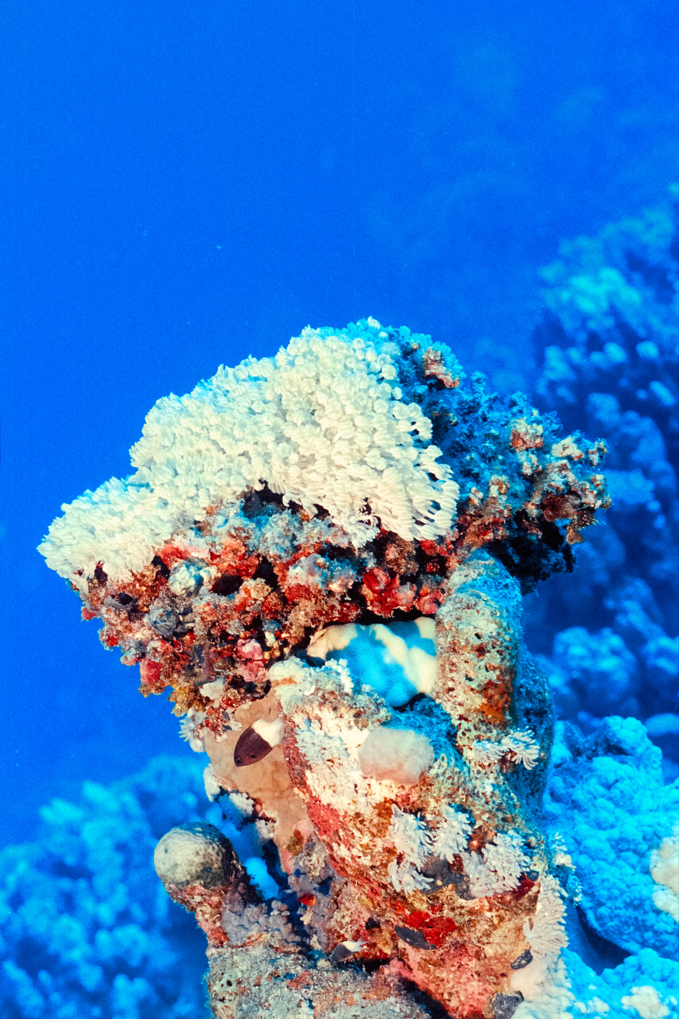 Nikon Nikonos RS | Nikon R-UW AF Nikkor 50mm f/2.8 Micro | Kodak Portra 400 400Scanned with Nikon LS-5000 | Nikon SA-21Home developed in Bellini C41 Kit | 3:30 @ 39 °C | RotationalNegative Lab Pro v3.0.2 | Color Model: Frontier | Pre-Sat: 3 | Tone Profile: LAB - Standard | WB: Auto-Neutral | LUT: Frontier