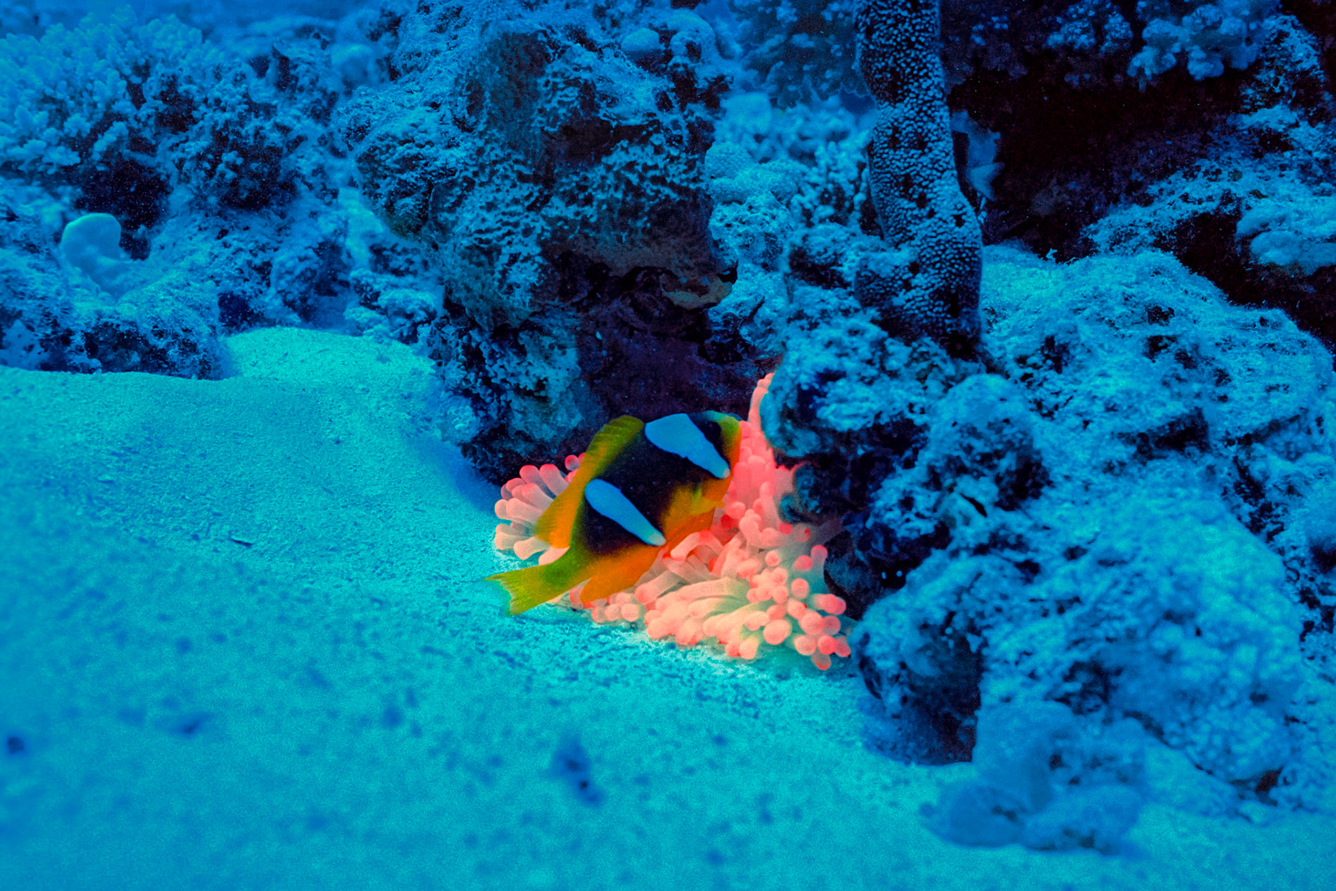 Nikon Nikonos RS | Nikon R-UW AF Nikkor 28mm f/2.8 | Kodak Portra 400 400Scanned with Nikon LS-5000 | Nikon SA-21Home developed in Bellini C41 Kit | 3:30 @ 39 °C | RotationalNegative Lab Pro v3.0.2 | Color Model: Frontier | Pre-Sat: 3 | Tone Profile: LAB - Standard | WB: Auto-Neutral | LUT: Frontier