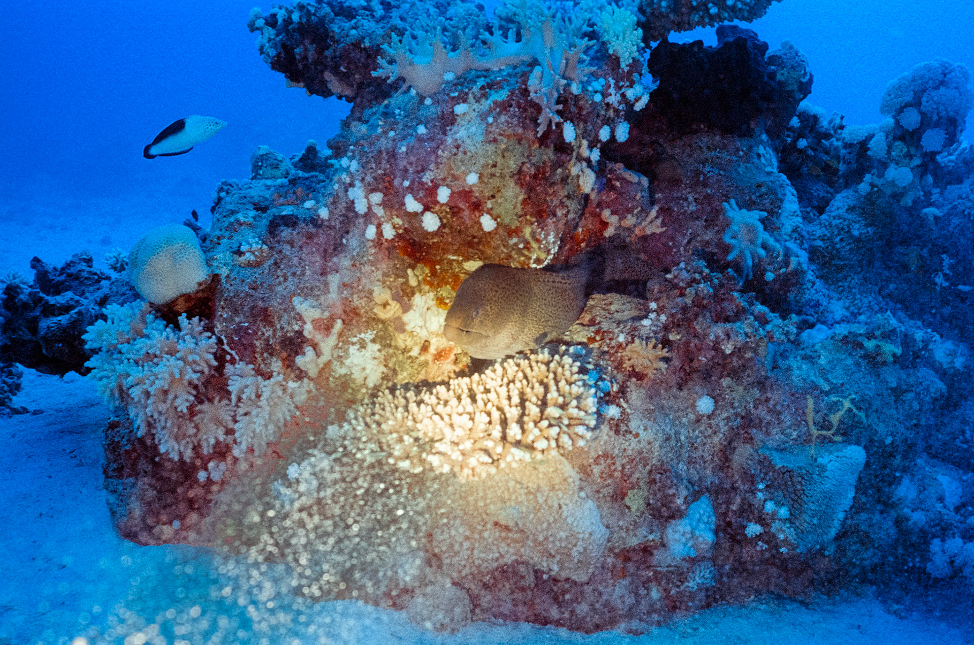 Nikon Nikonos RS | Nikon R-UW AF Nikkor 28mm f/2.8 | Kodak Portra 800 800Scanned with Nikon LS-5000 | Nikon SA-21Home developed in Bellini C41 Kit | 3:30 @ 39 °C | RotationalNegative Lab Pro v3.0.2 | Color Model: Frontier | Pre-Sat: 3 | Tone Profile: LAB - Standard | WB: Auto-Neutral | LUT: Frontier