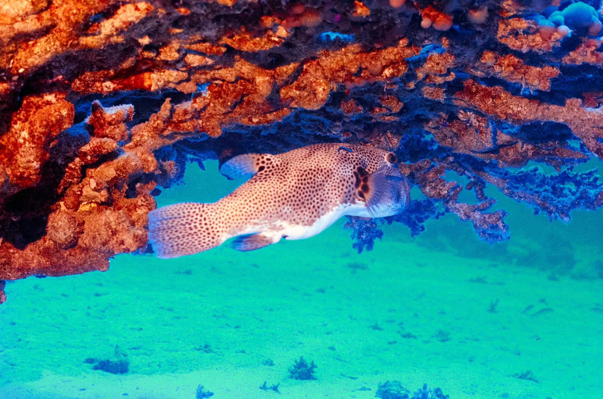 Nikon Nikonos RS | Nikon R-UW AF Nikkor 50mm f/2.8 Micro | Kodak Portra 400 400Scanned with Nikon LS-5000 | Nikon SA-21Home developed in Bellini C41 Kit | 3:15 @ 39 °C | RotationalNegative Lab Pro v3.0.2 | Color Model: Frontier | Pre-Sat: 3 | Tone Profile: LAB - Standard | WB: Auto-Neutral | LUT: Frontier