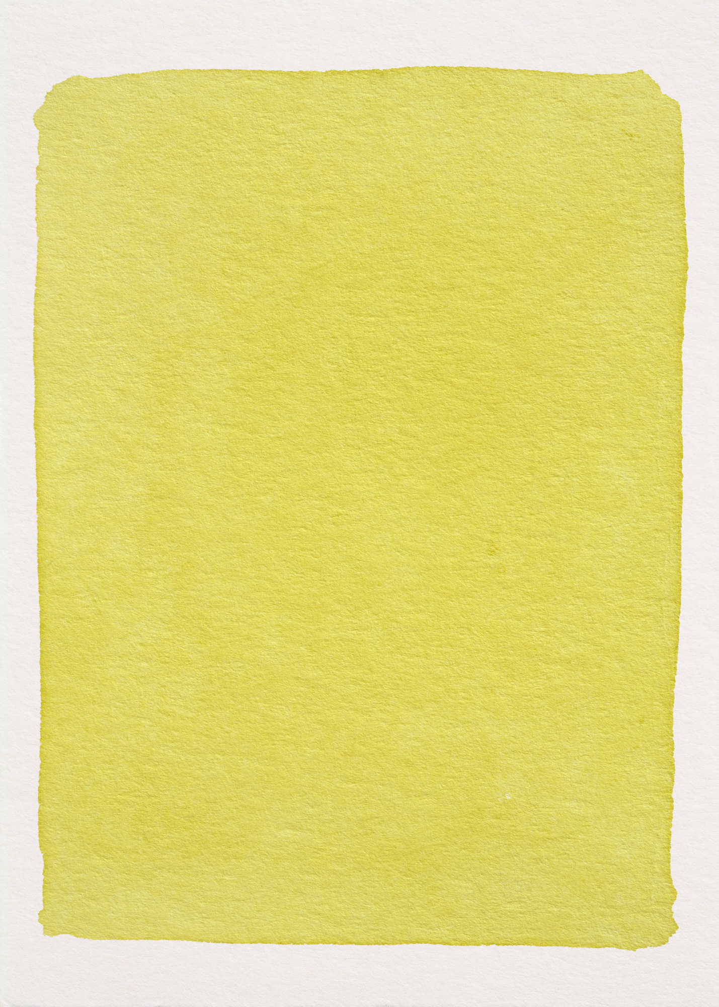 Oeillet d'Inde N°1.2