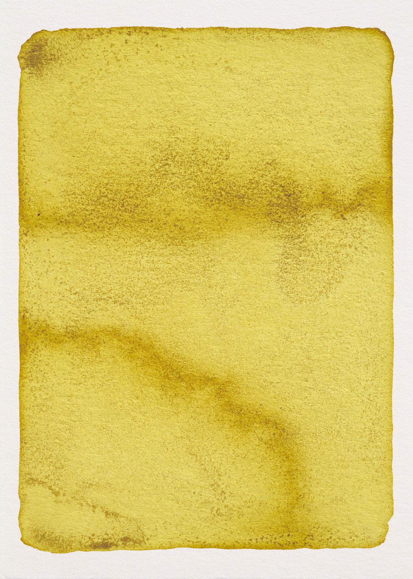 Oeillet d'Inde N°1.3