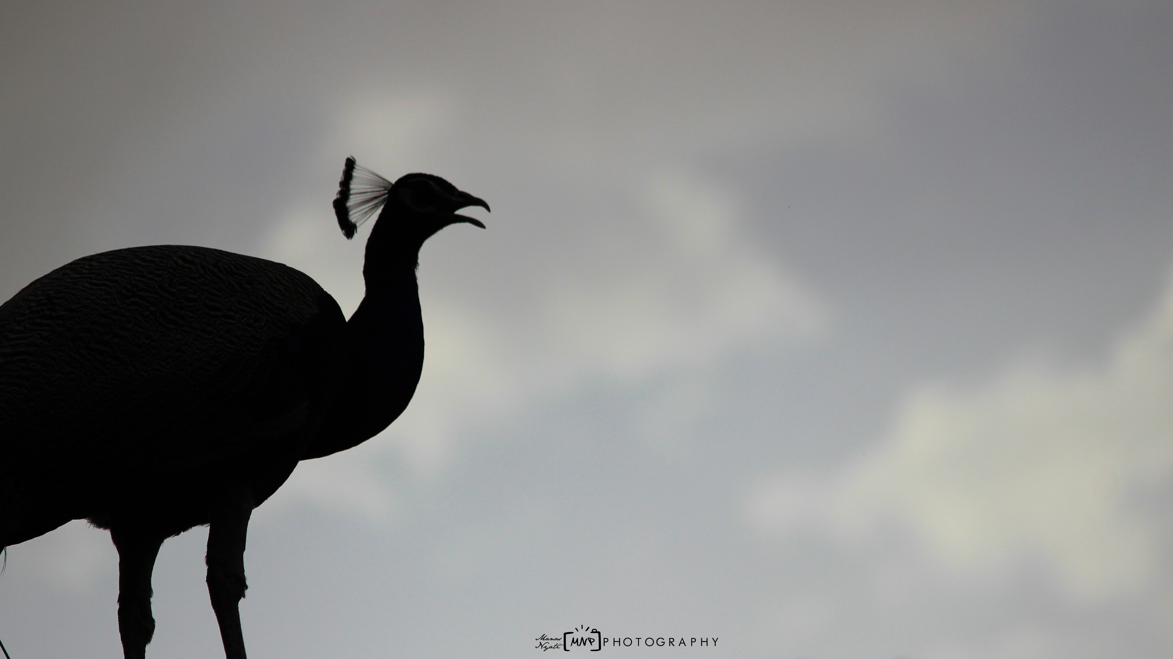 India's National Bird, Peacock