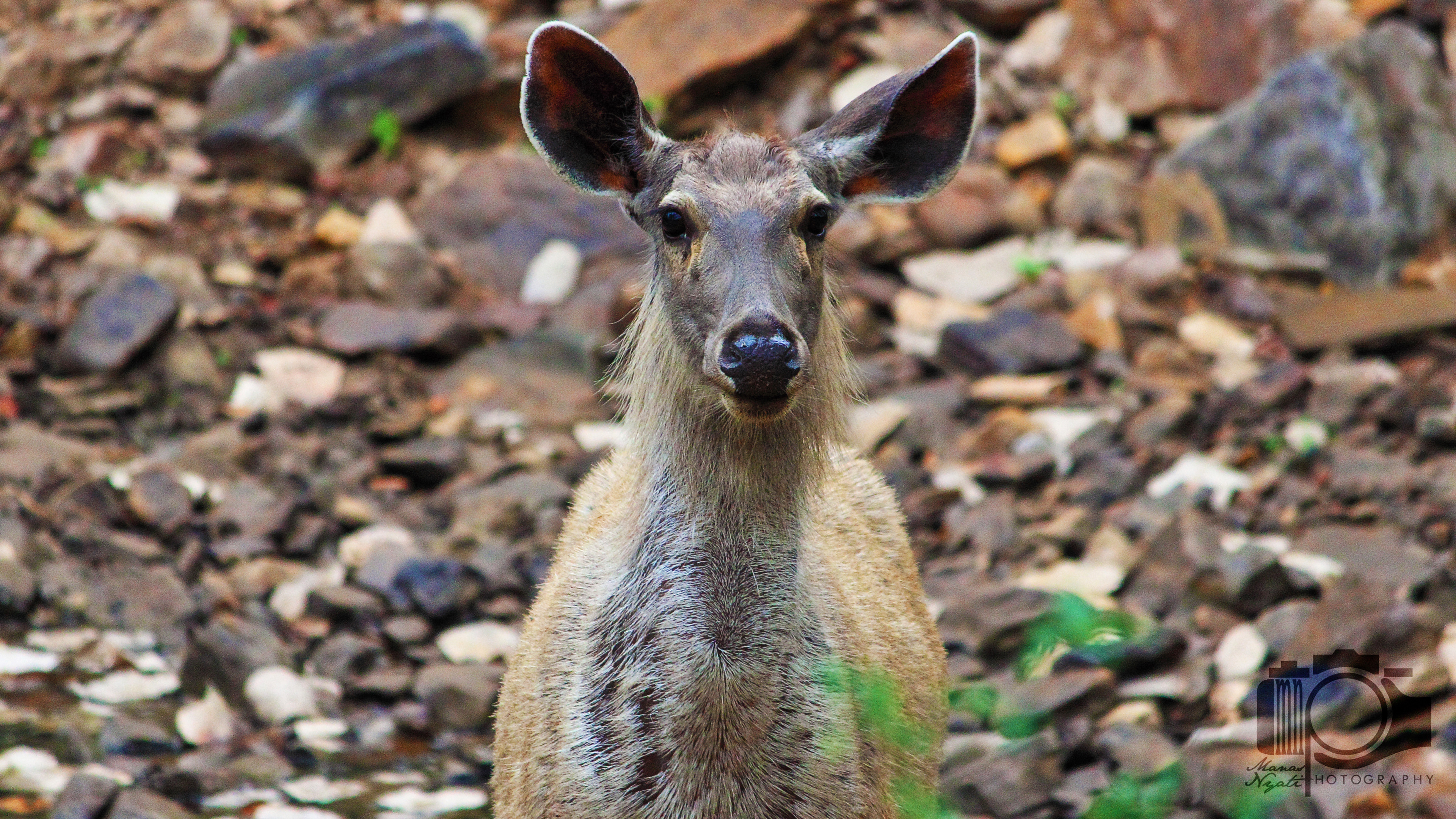 "It seemed to be afraid of us!!",whispered someone, and i tght js the opposite. 