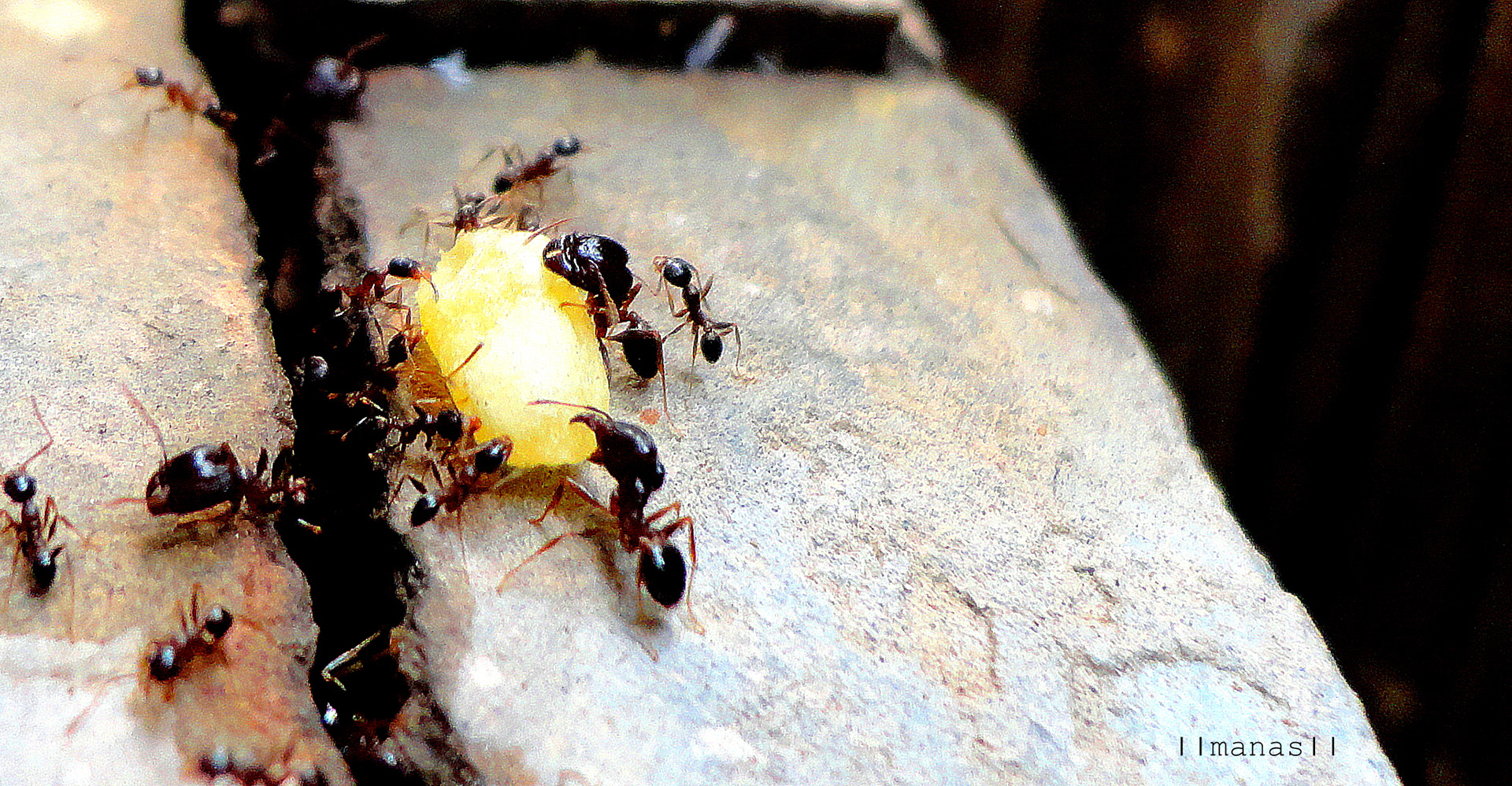 An ant Can carry 8 times of their weight