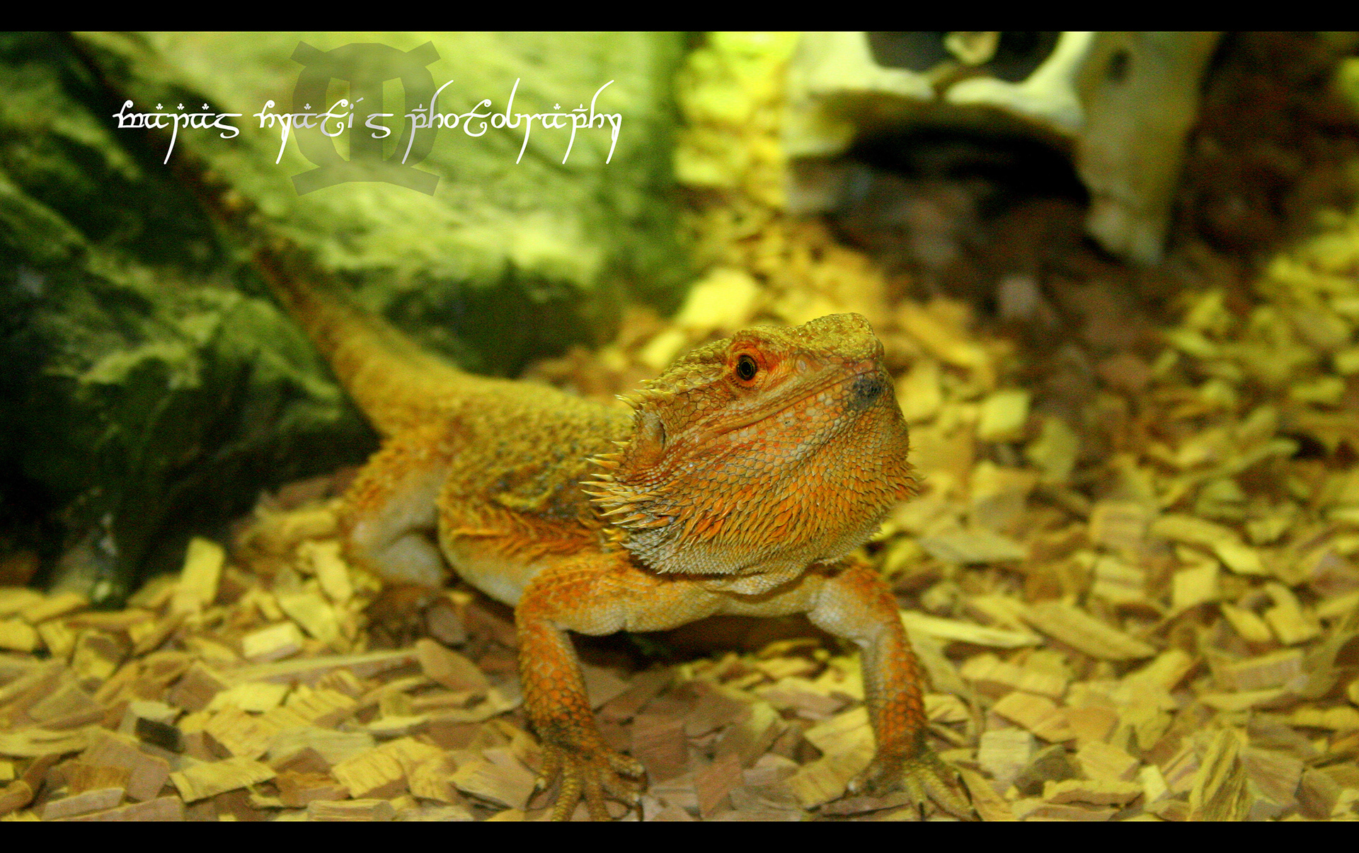 Look how it camouflages