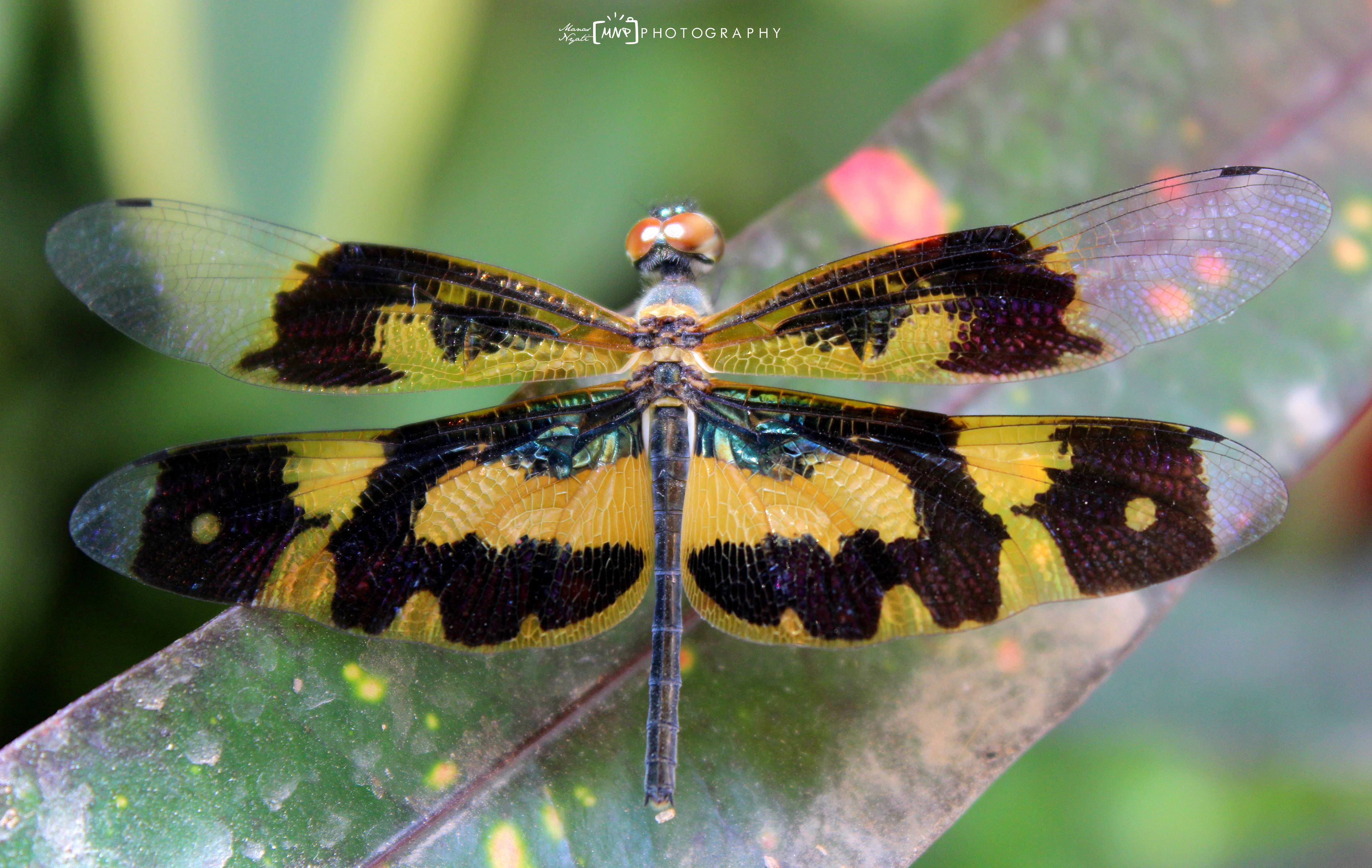 "Flying Colours"