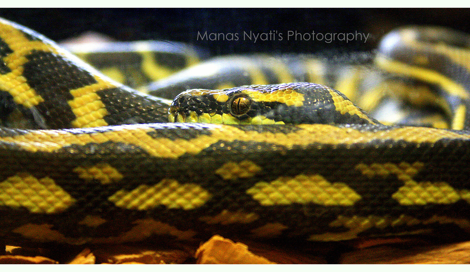 "A snake’s heart can slide 1 to 1 1/2 times its length from its normal position, to allow the passage of swallowed prey" And mine too after looking at it 