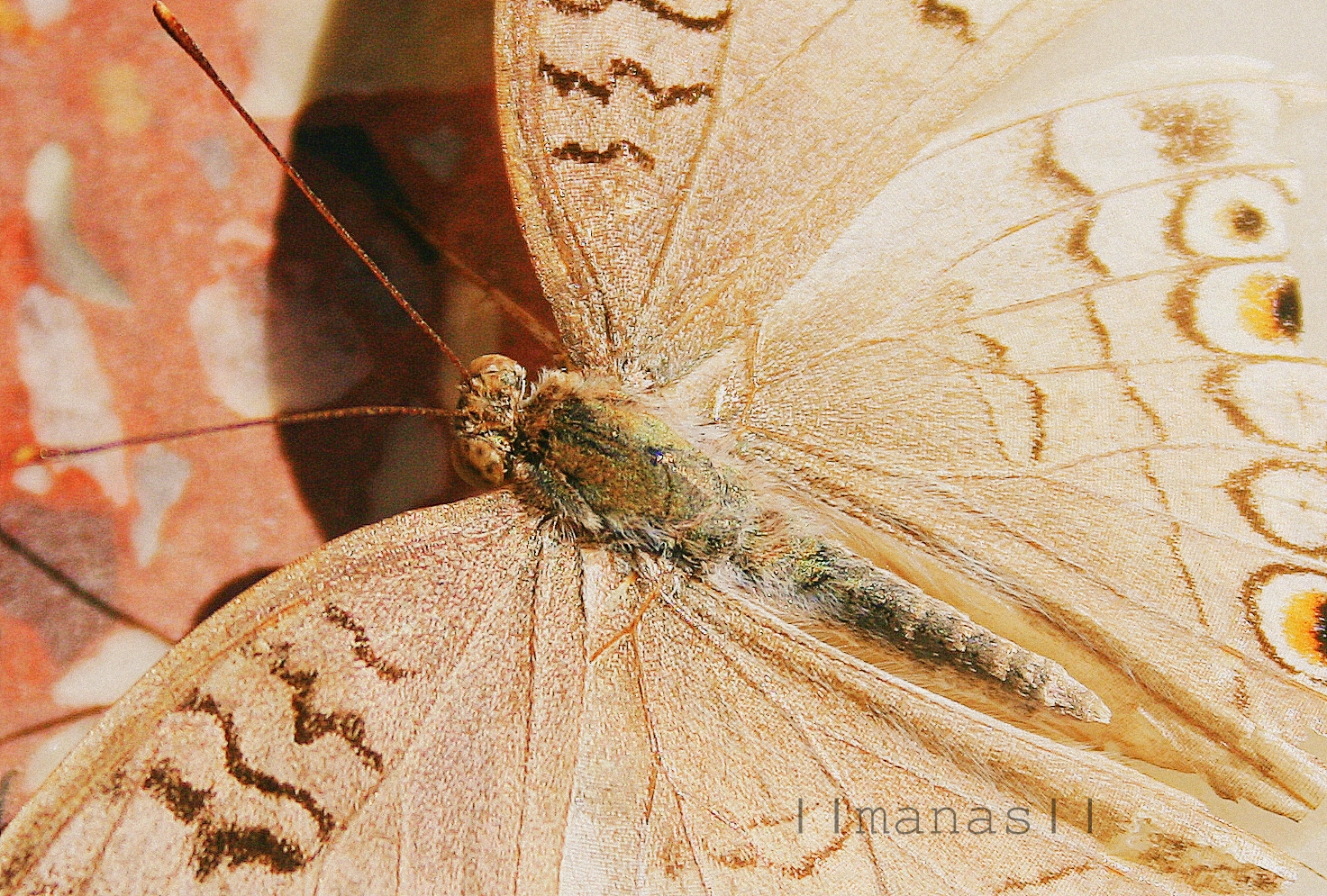 Butterflies are beautiful, but closer appearance make it Dangerous.