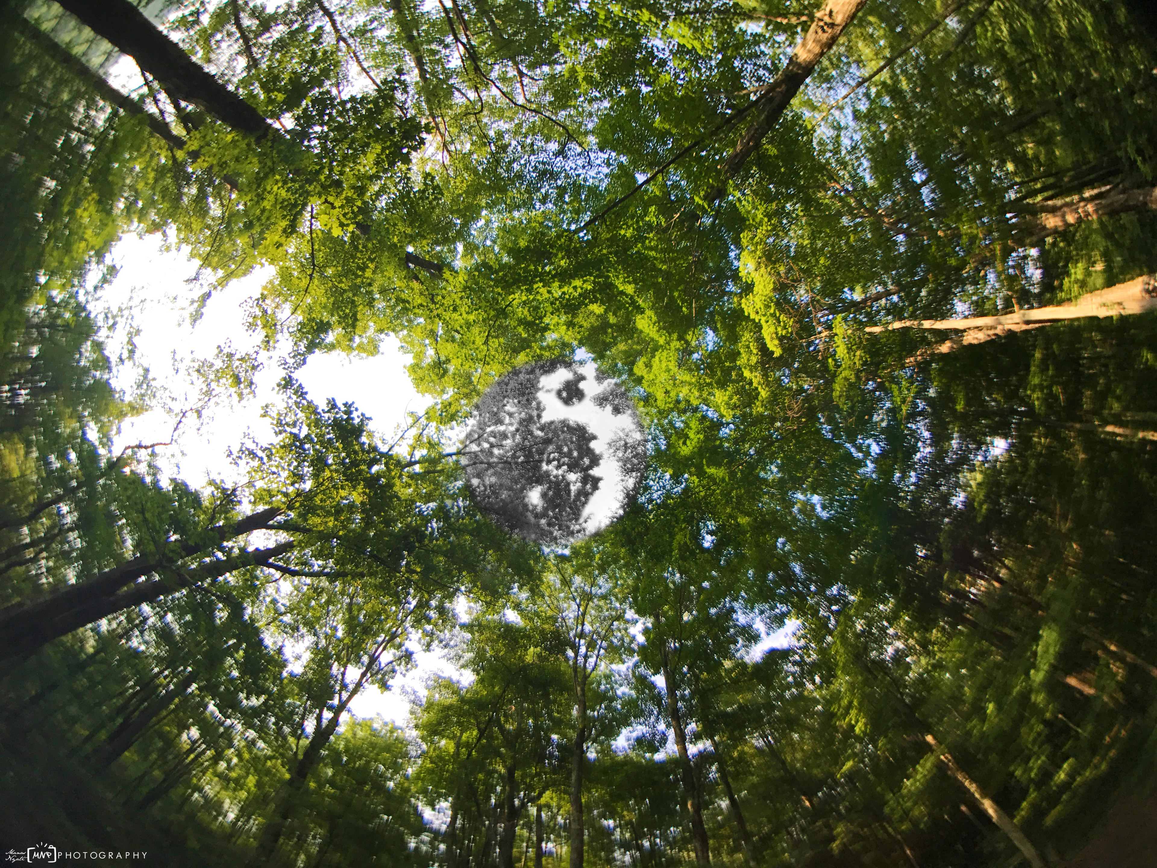 Save them, Save earth, YingYang