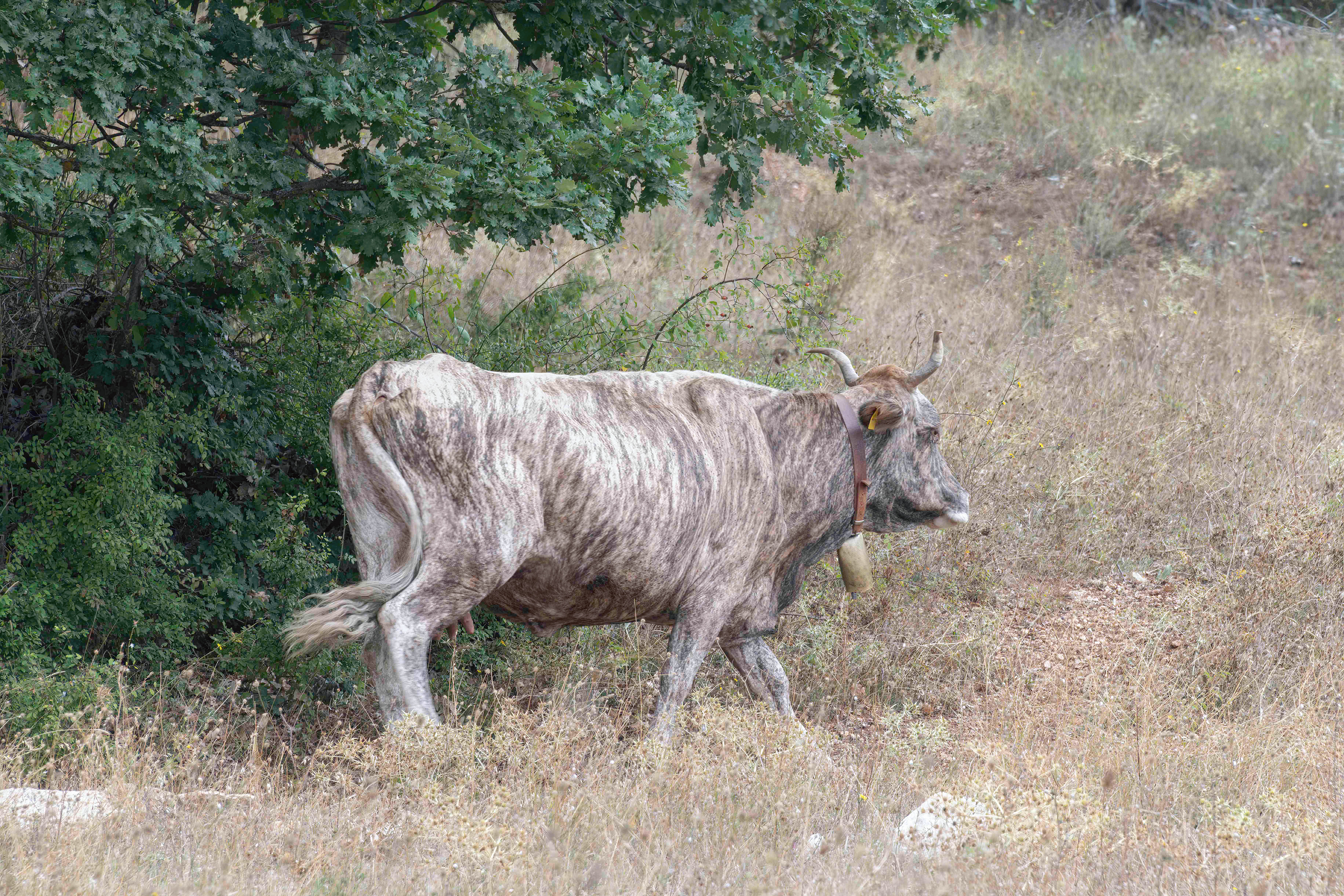 Magliano dei Marsi Rosciolo