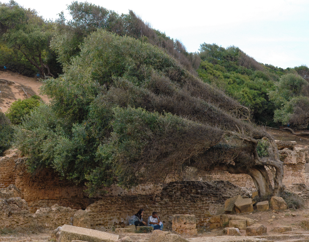 Tipasa