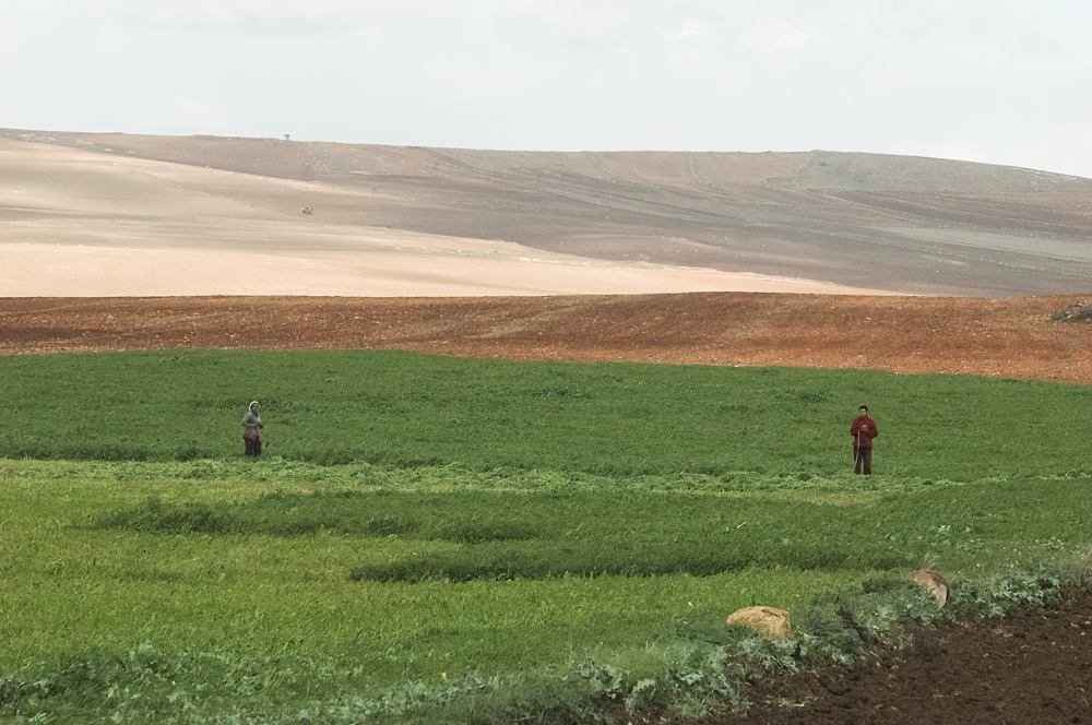 P6 Entre Beja et Bou Salem