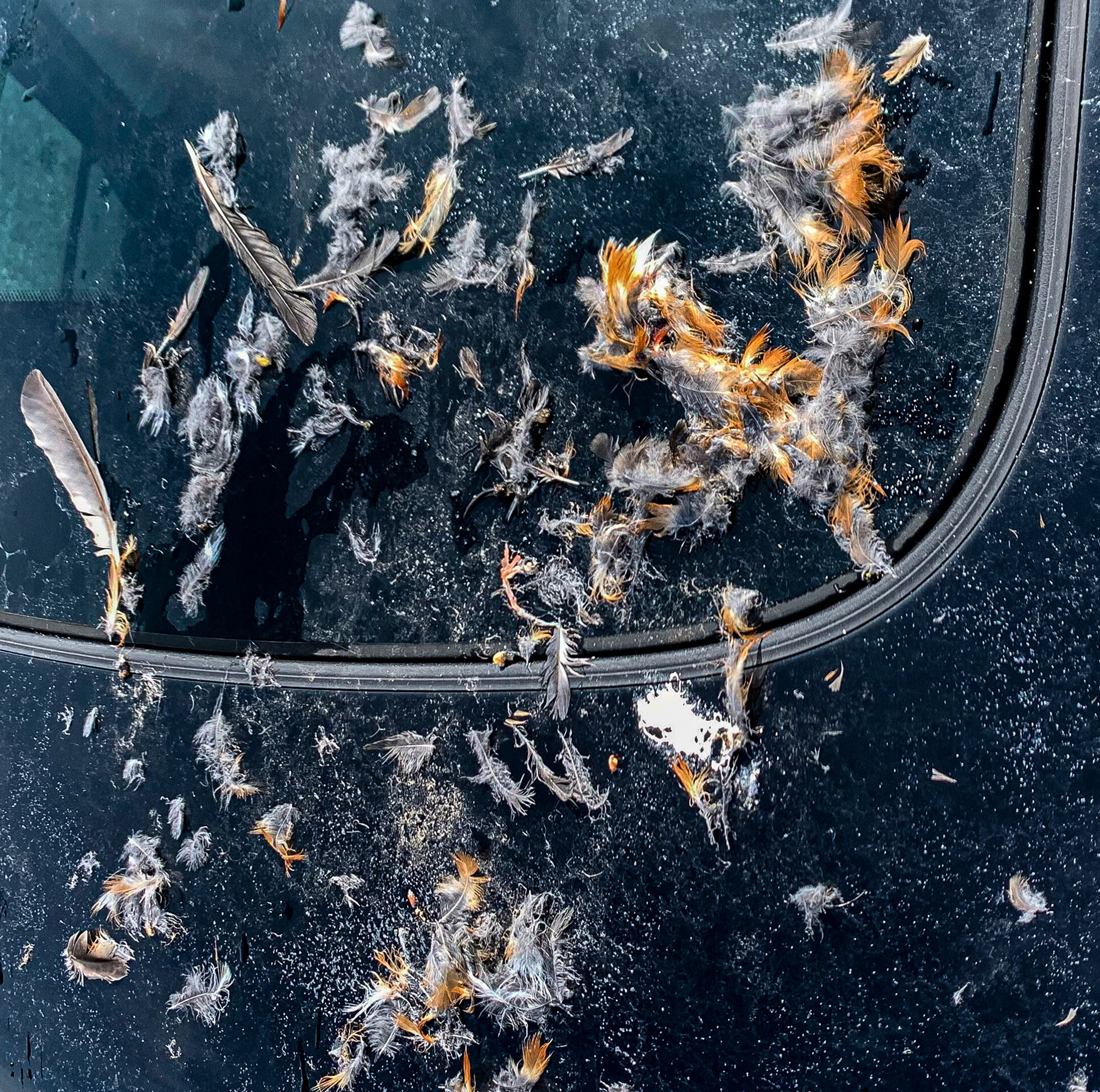 Bird on Benny