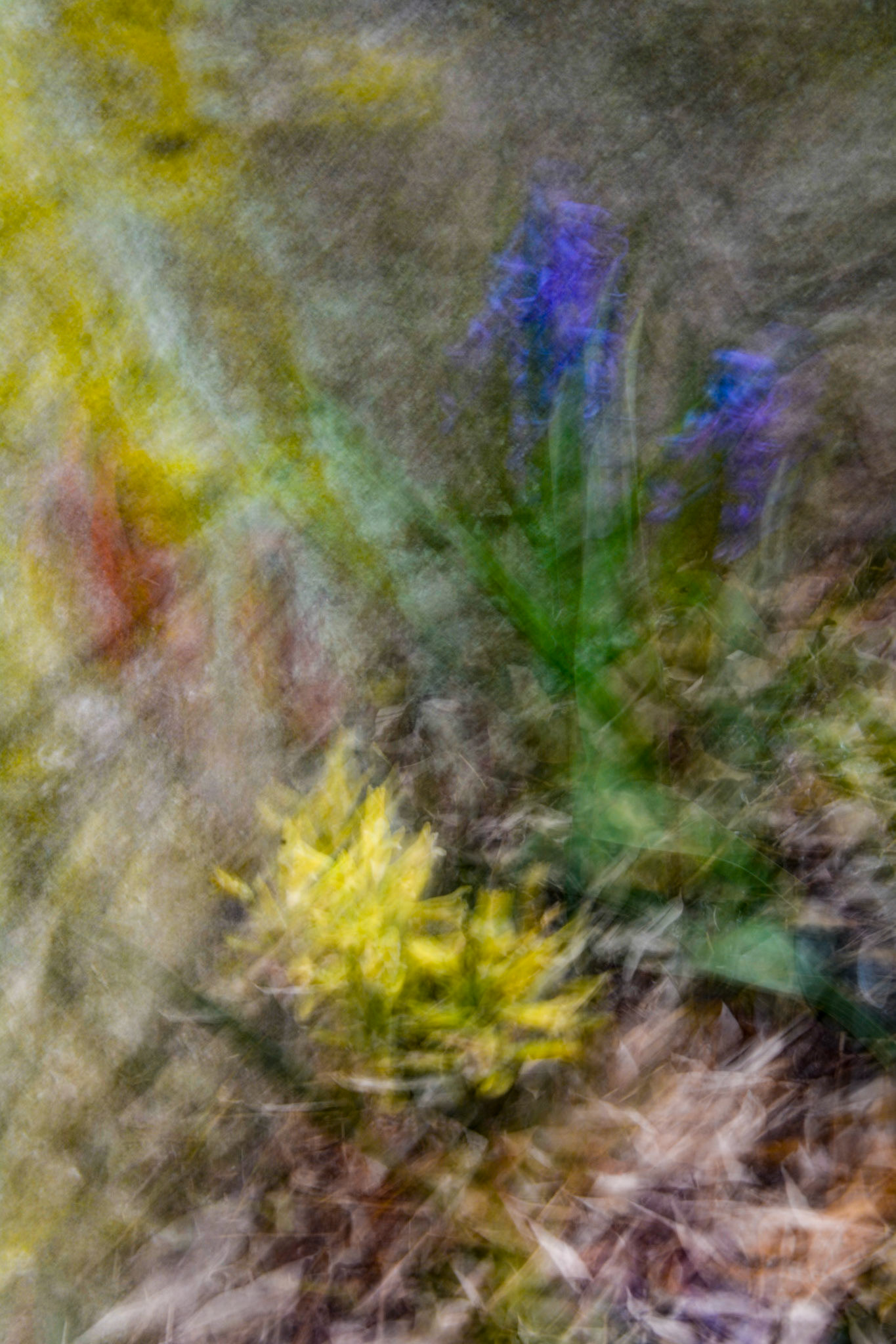Back yard garden