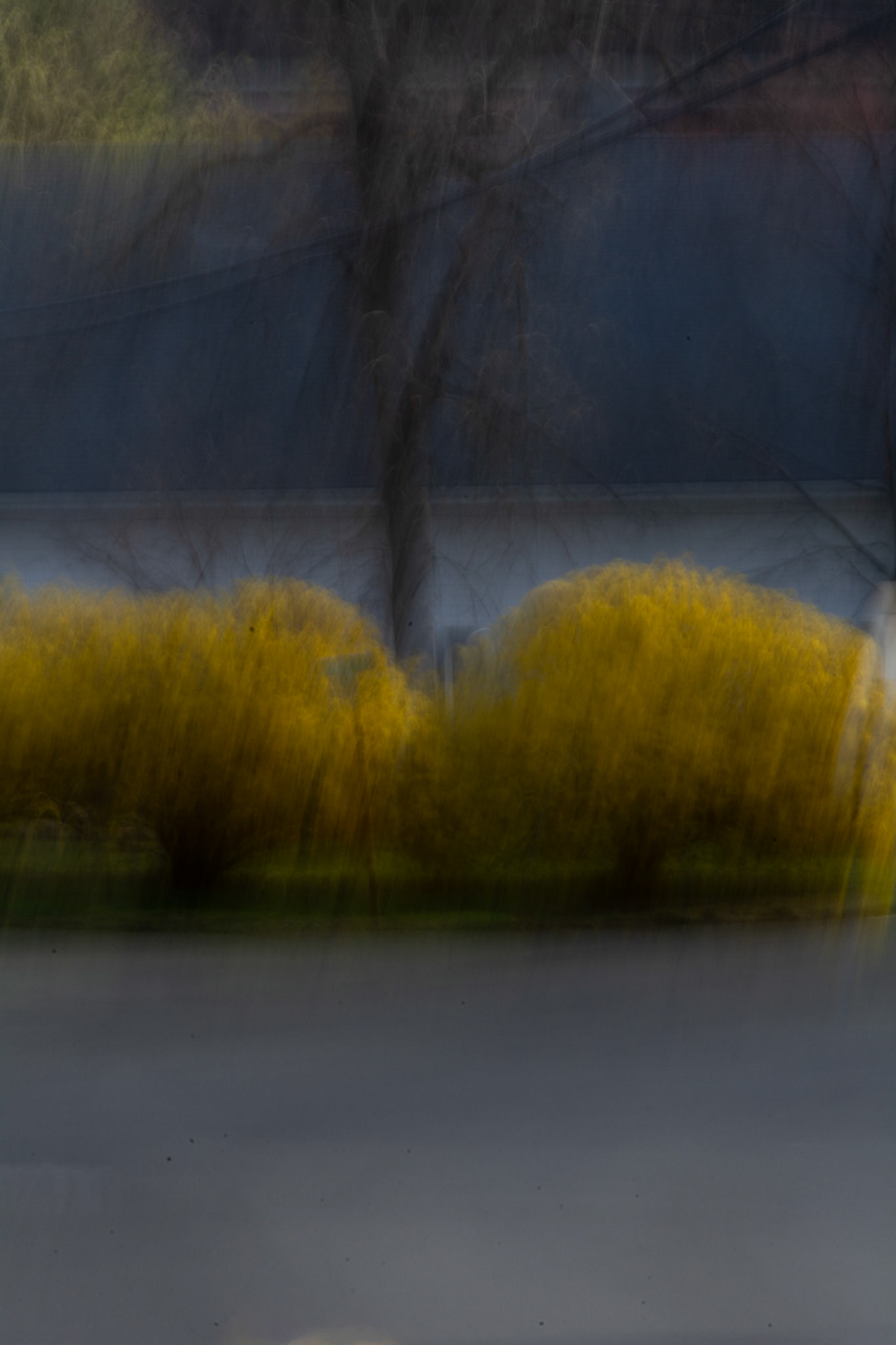 Forsythia