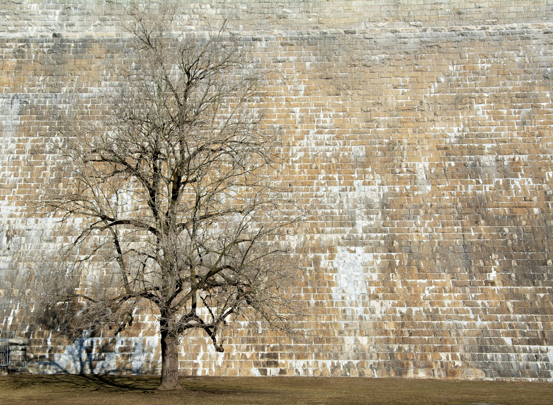 Croton Winter Tree