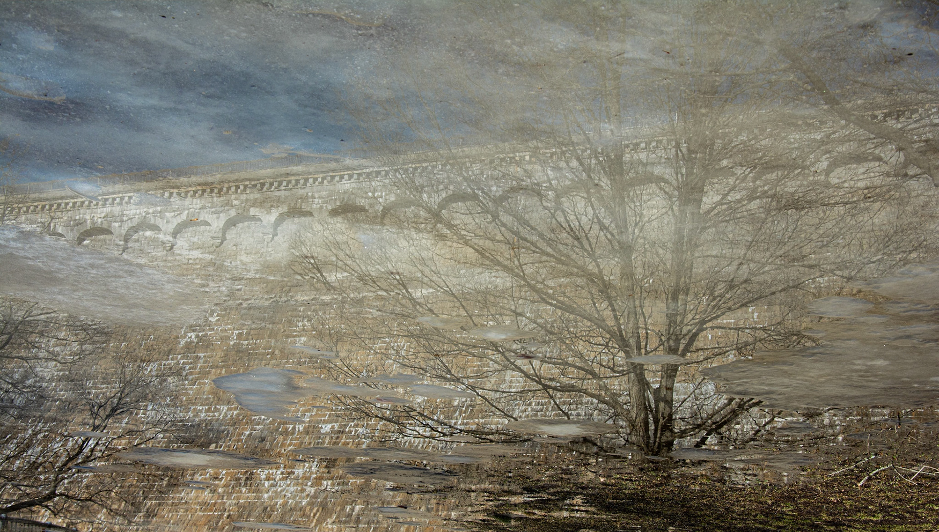 Croton Reflection 1
